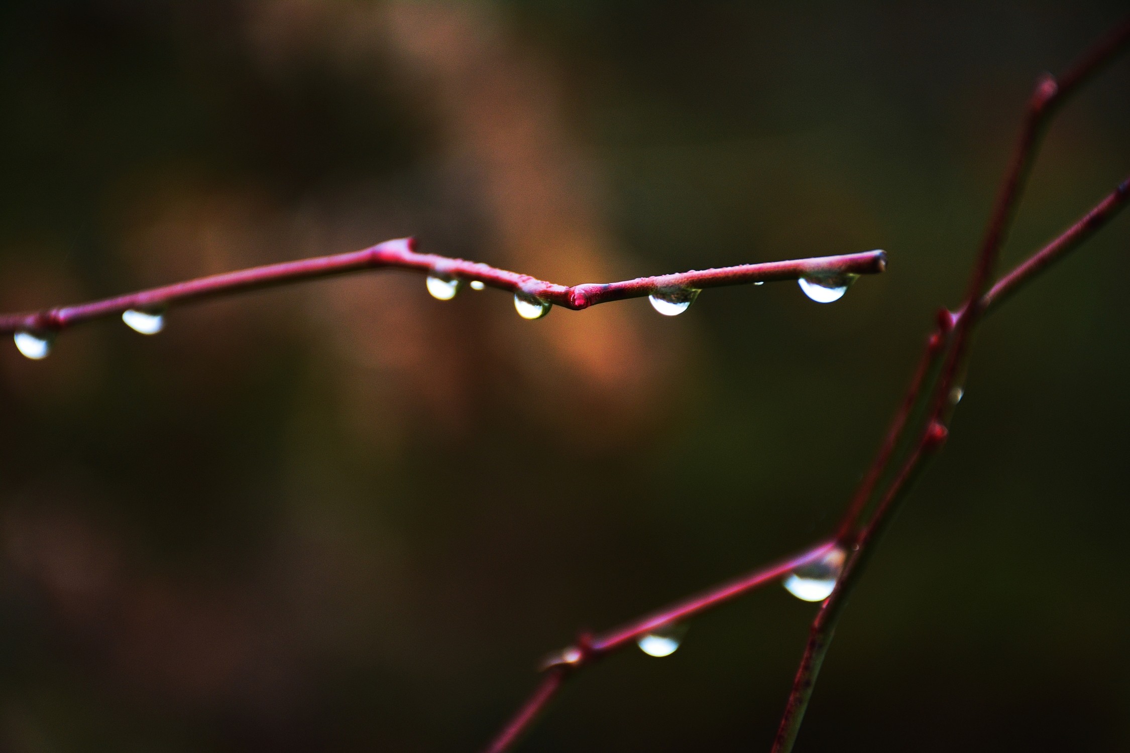 General 2250x1500 macro water drops twigs nature plants outdoors