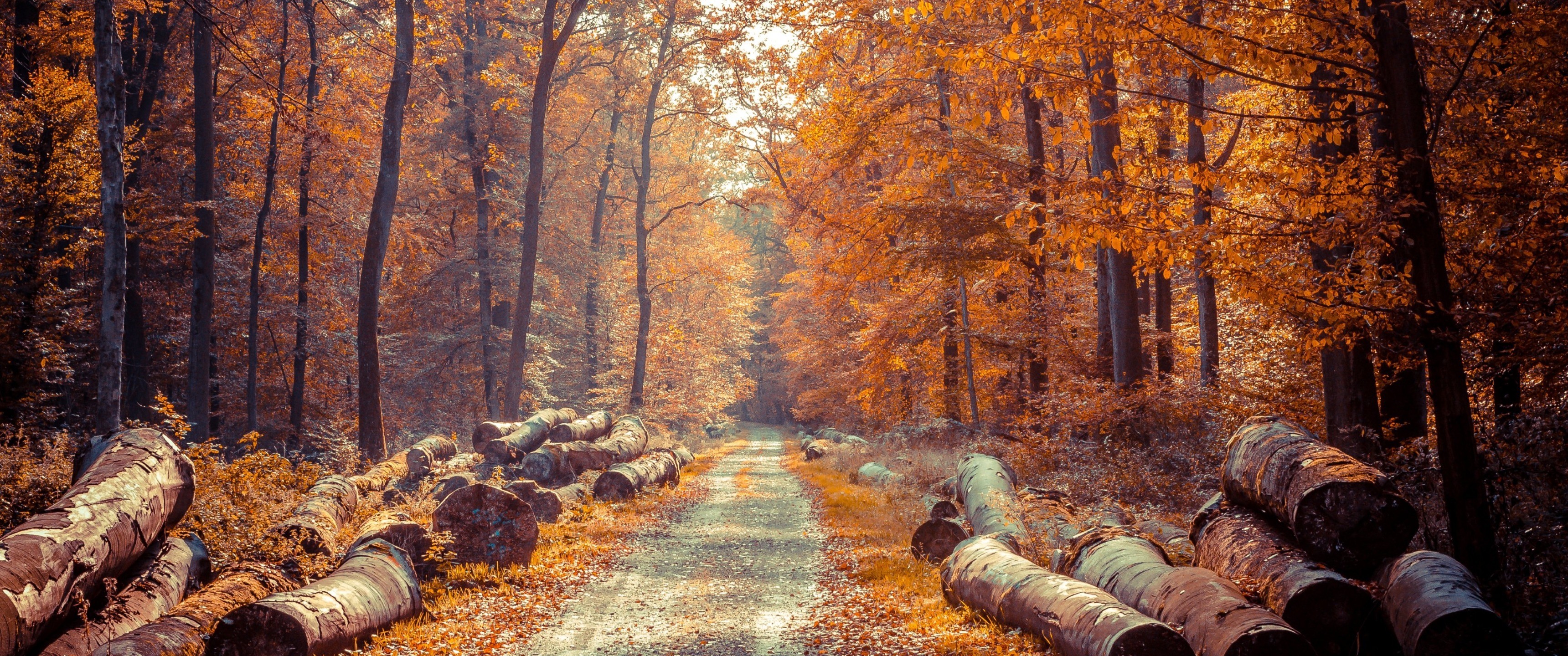 General 3440x1440 log fall forest nature trees path