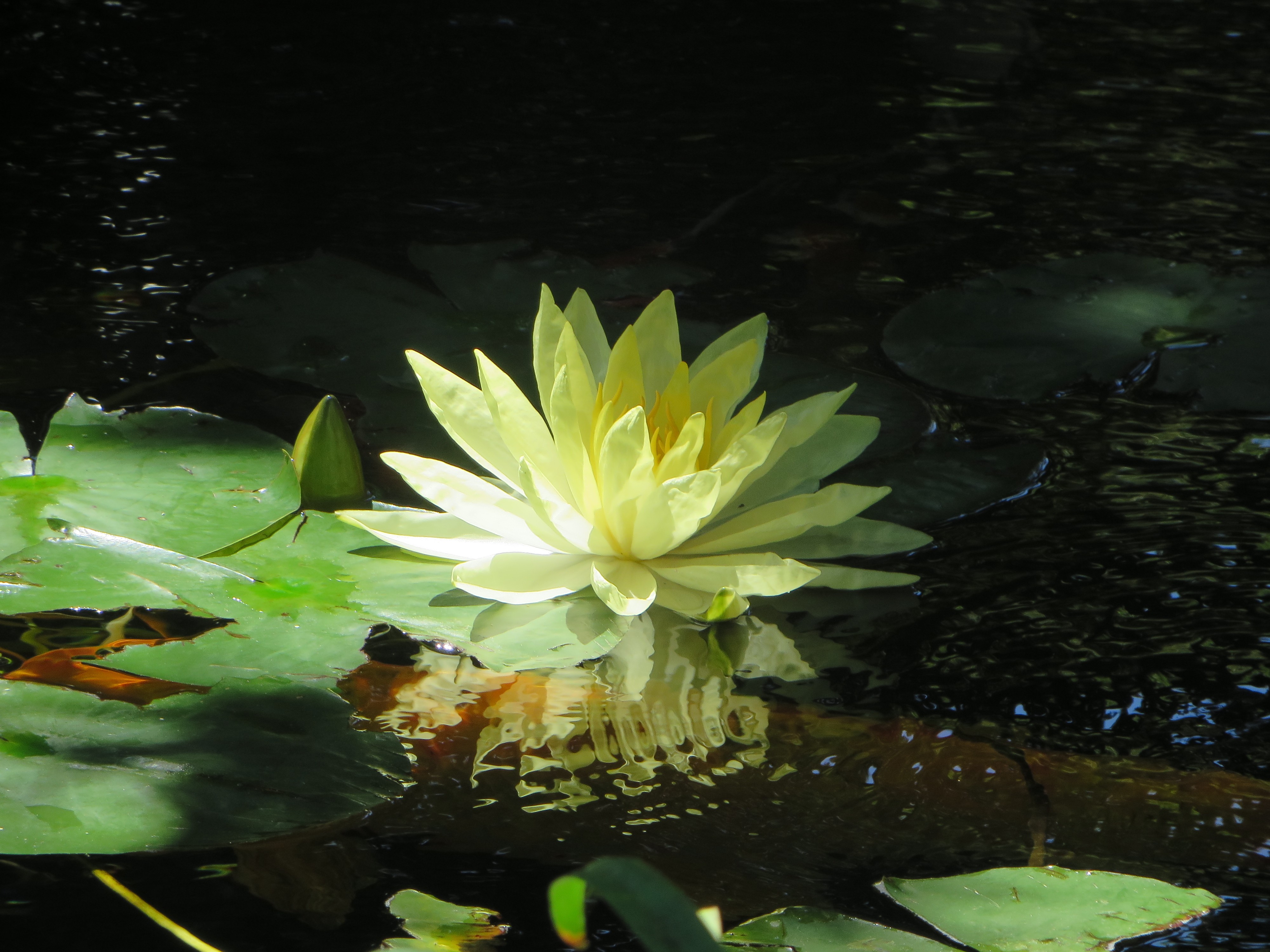 General 4000x3000 green water pond flowers water lilies lilies plants