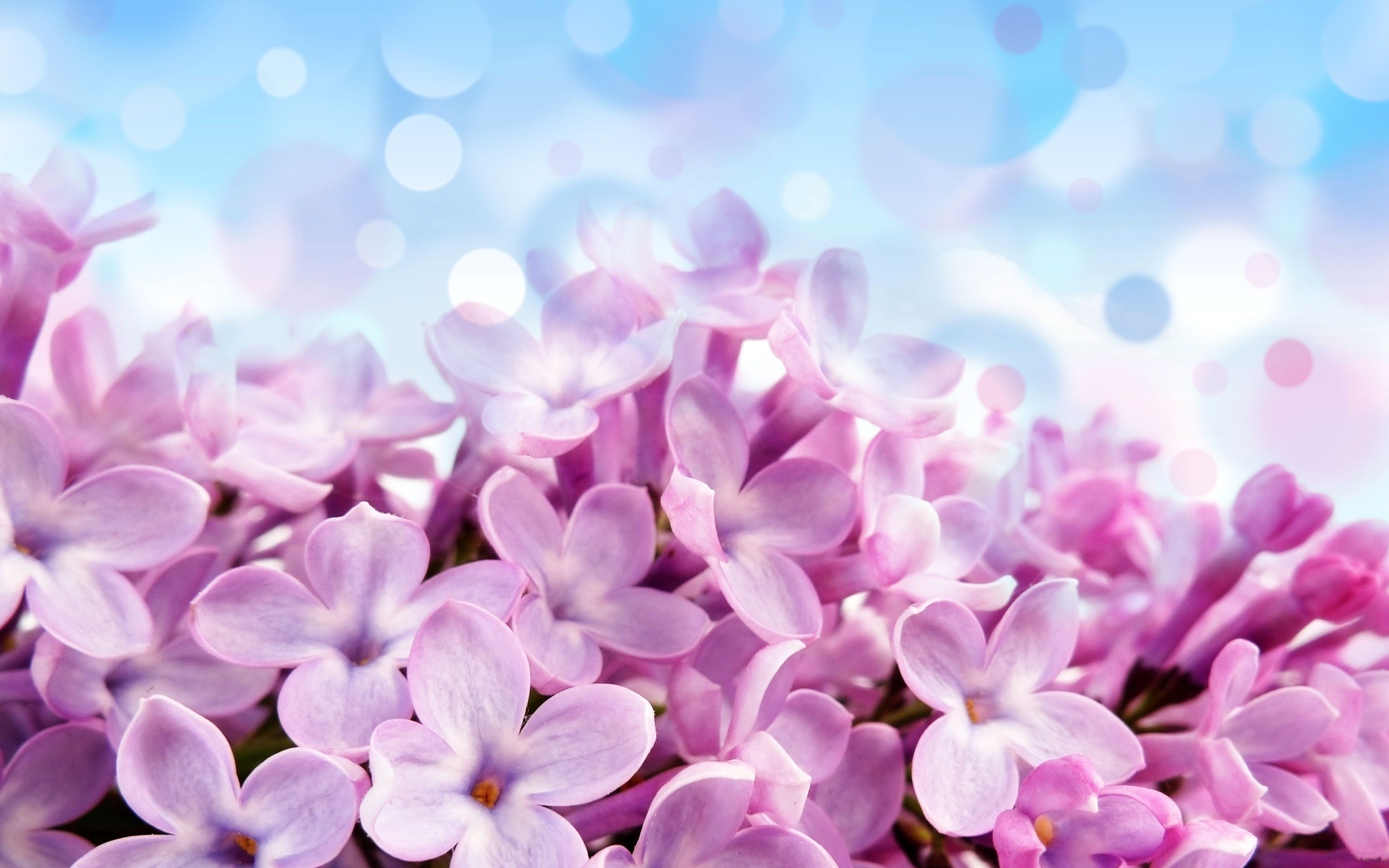 General 2560x1600 pink flowers flowers petals photography photo manipulation plants nature