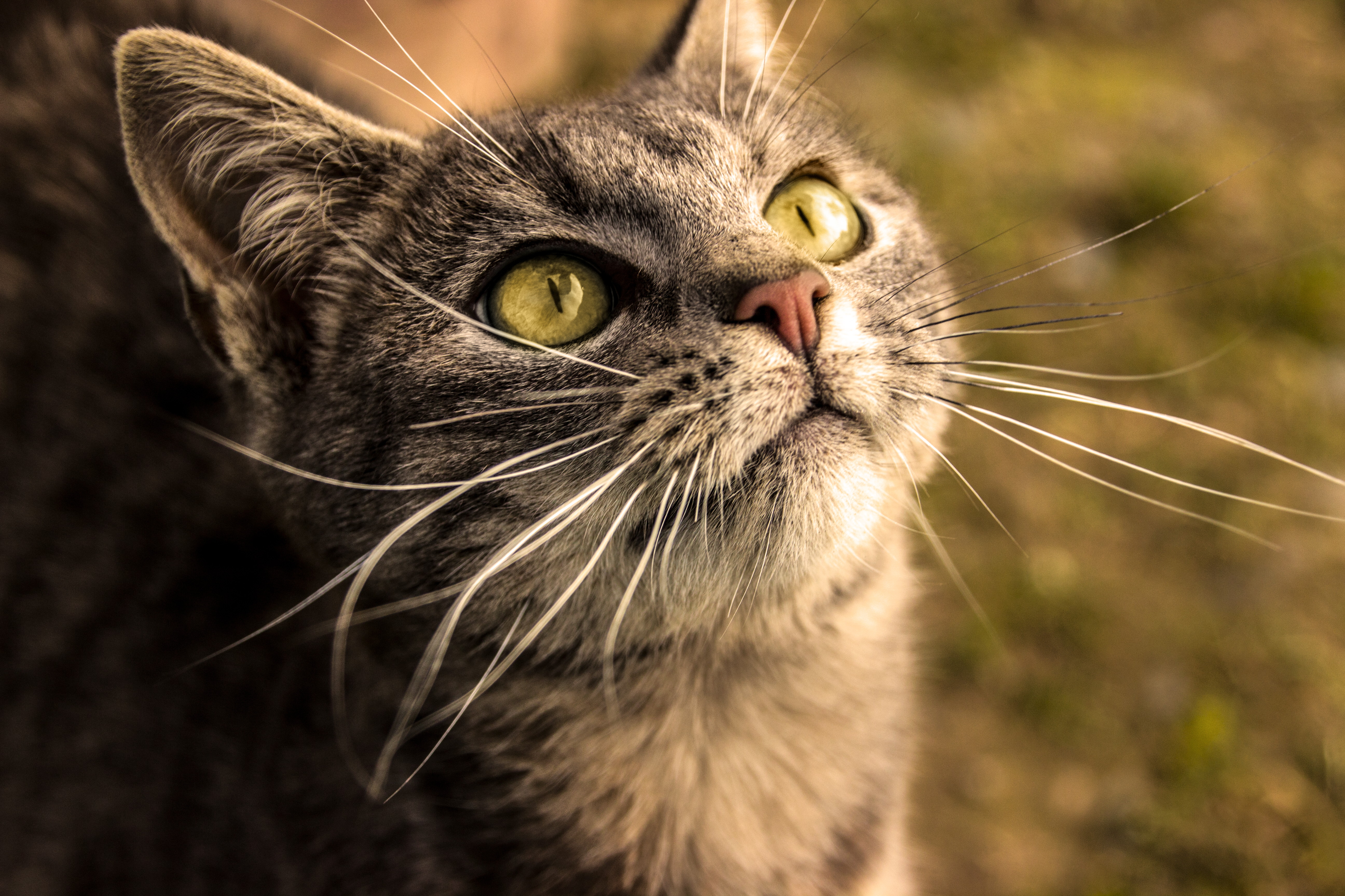 General 5184x3456 cats cat eyes animals yellow eyes grass nose