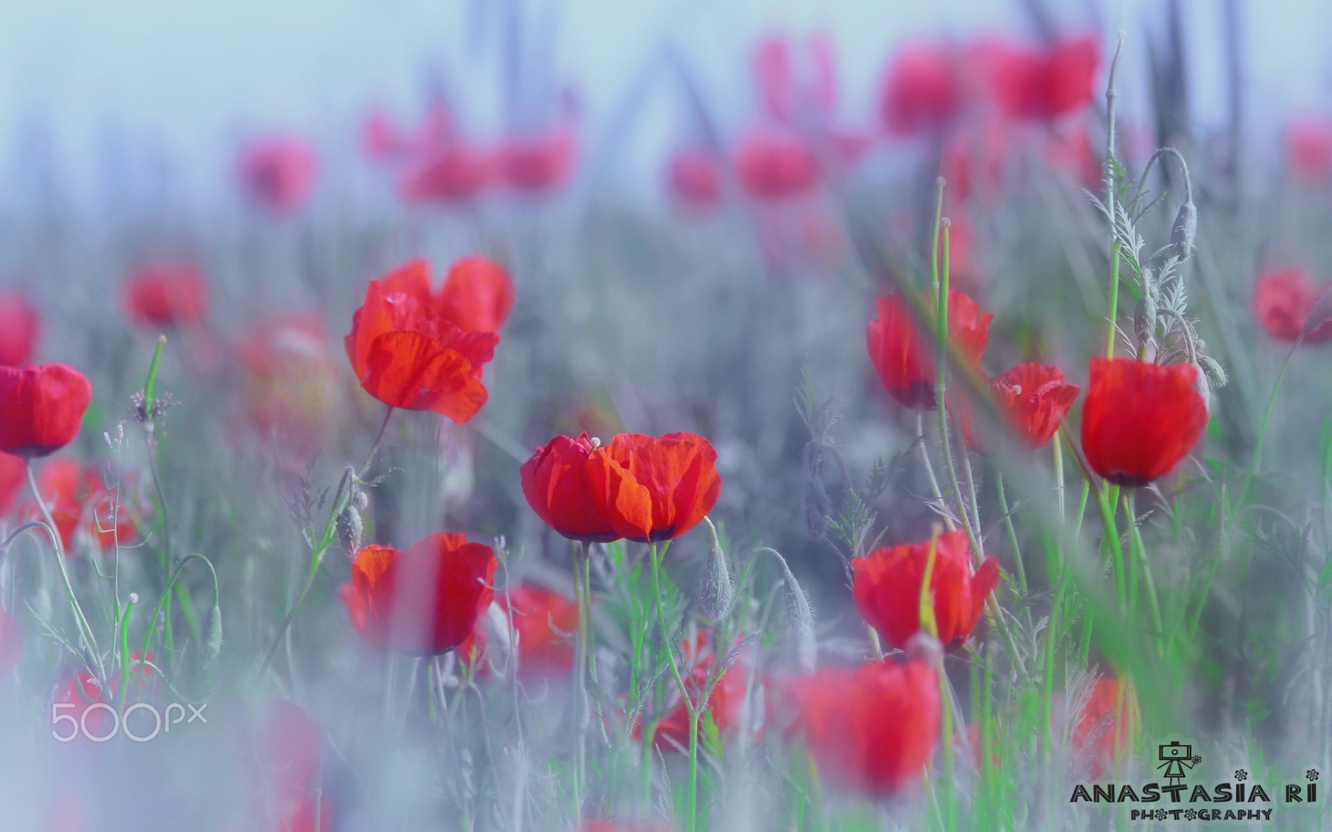 General 1920x1200 flowers plants red flowers 500px