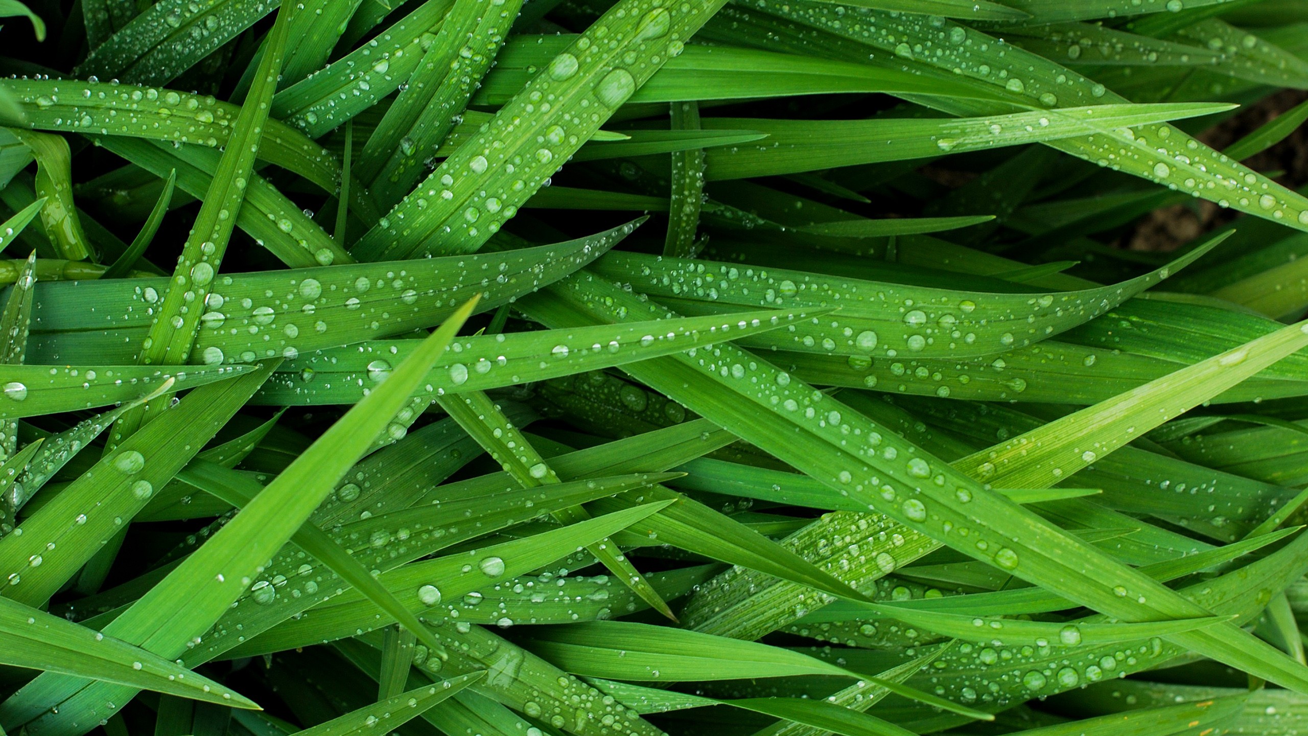 General 2560x1440 grass green water water drops photography closeup macro