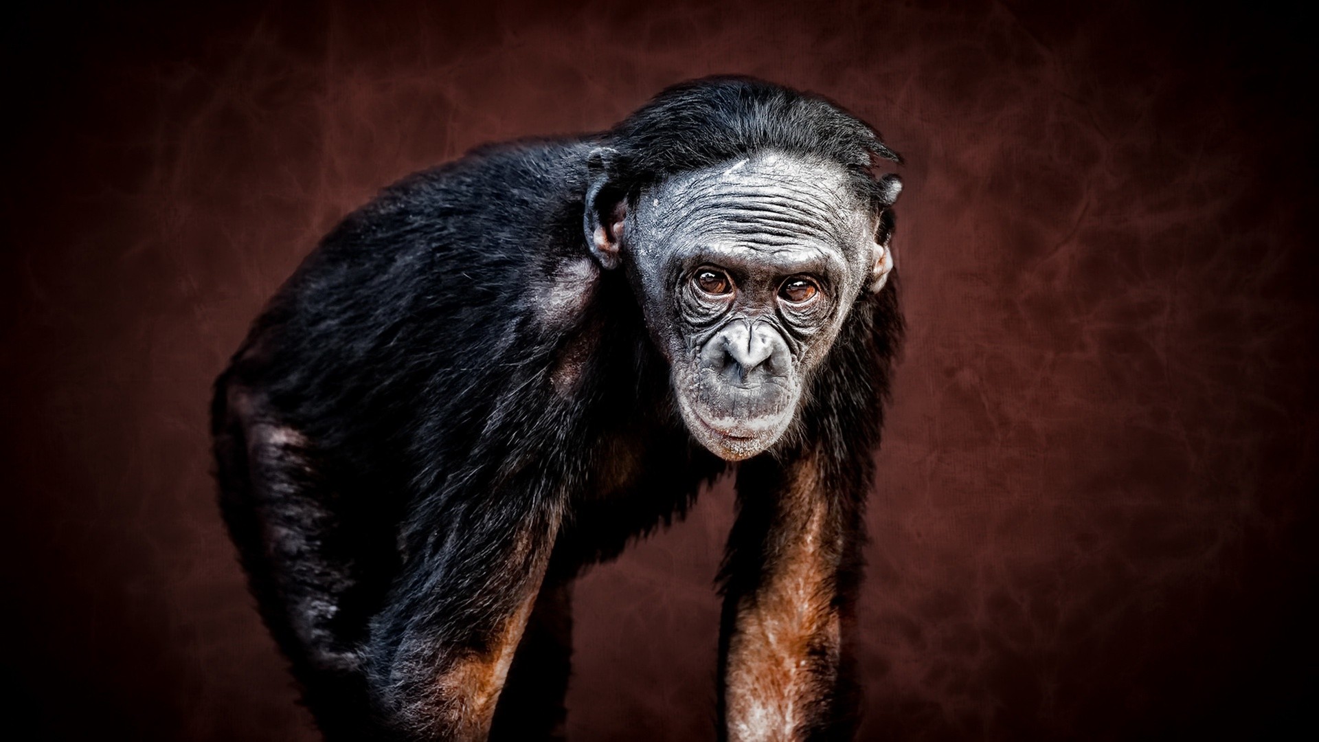 General 1920x1080 apes animals monkey red background