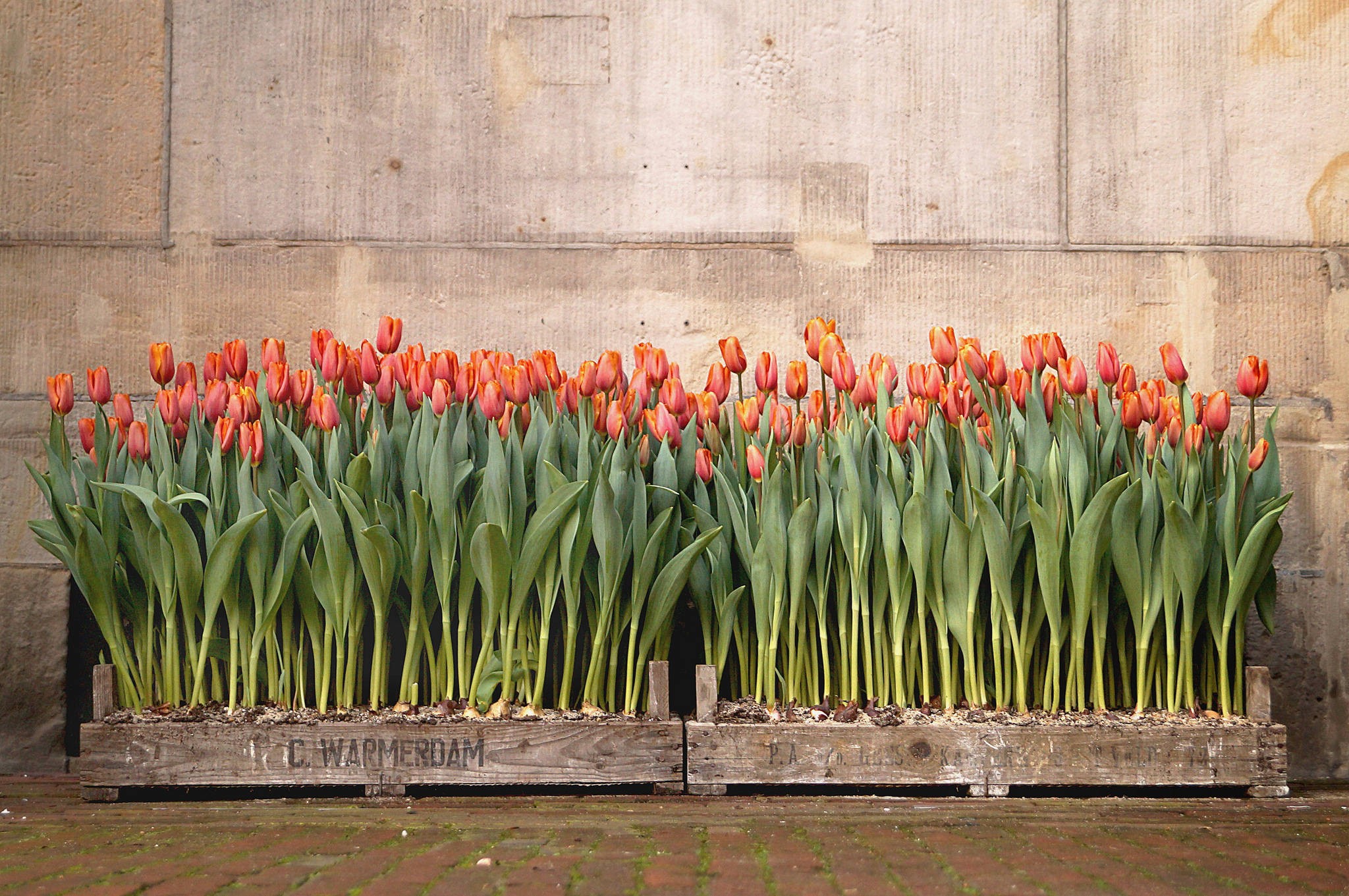 General 2048x1361 flowers tulips plants