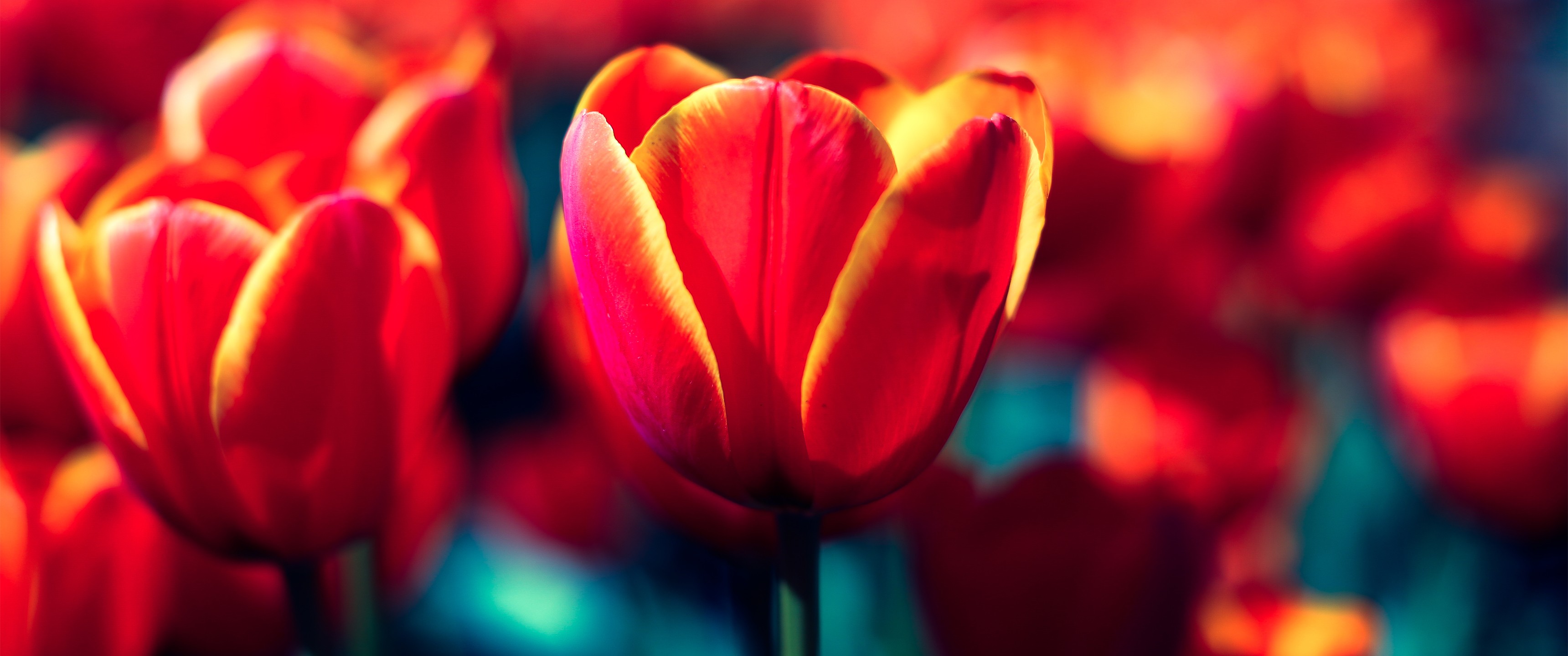 General 3440x1440 tulips red flowers nature plants