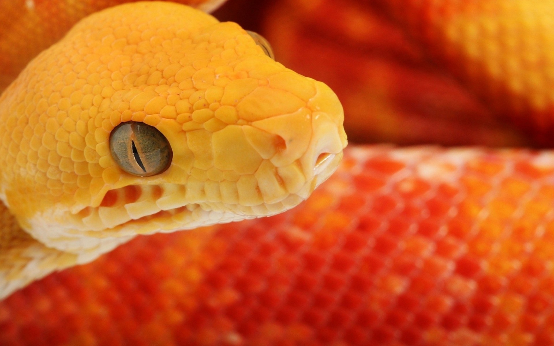 General 1920x1200 macro animals snake reptiles orange yellow