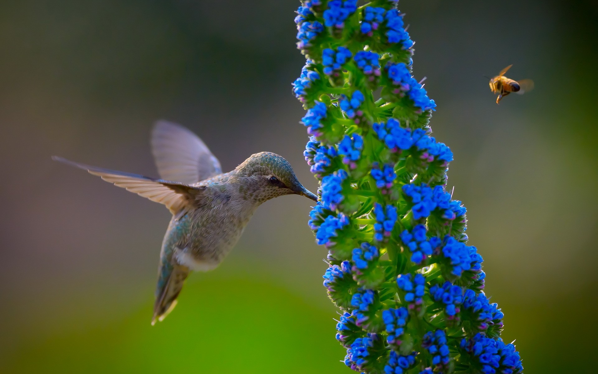 General 1920x1200 flowers blue flowers birds nature animals closeup bees hummingbirds