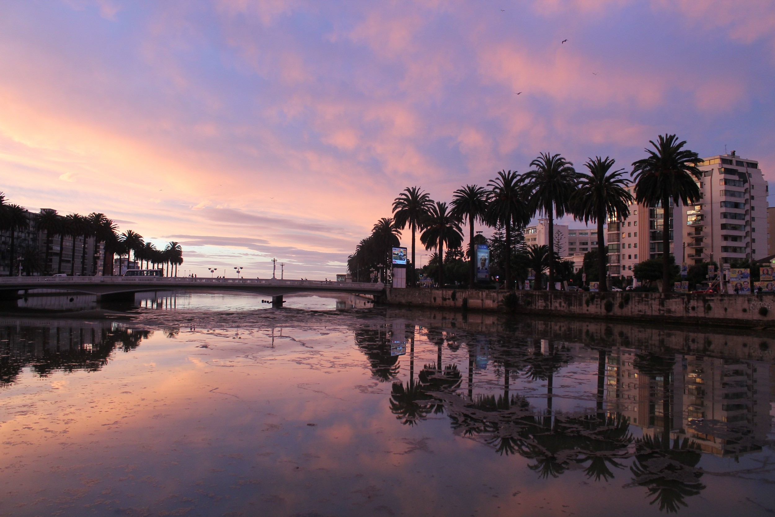 General 2500x1667 photography sunset palm trees bridge building river reflection clouds architecture Vina del Mar Chile South America sky city