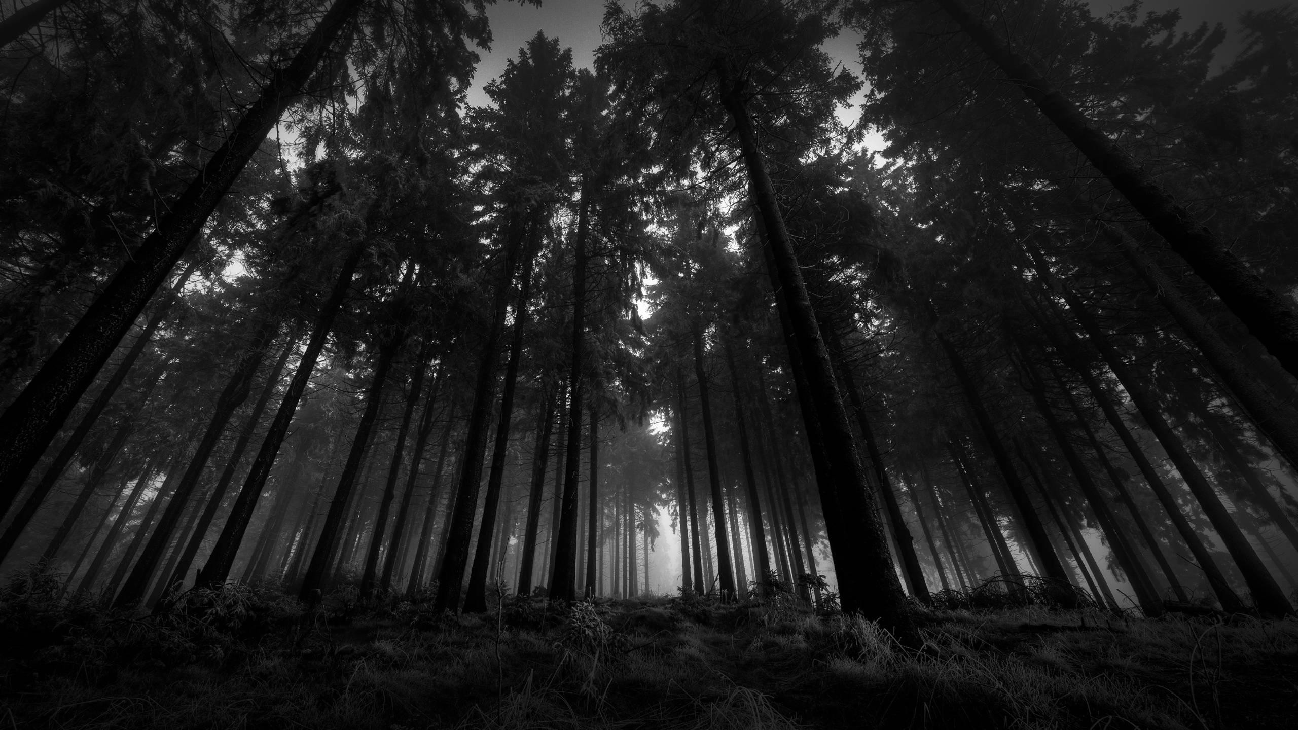 General 2560x1440 dark forest nature monochrome worm's eye view trees plants
