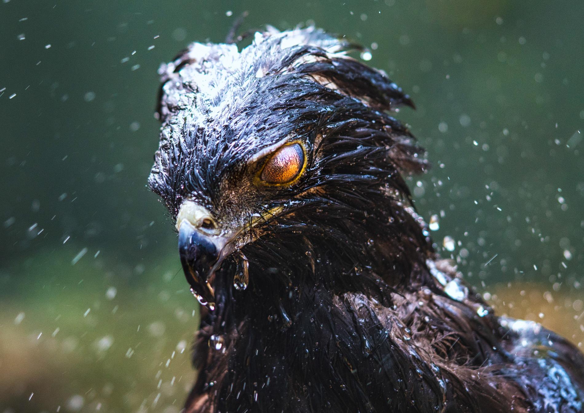 General 1900x1345 eagle black hawk birds rain hawks wet