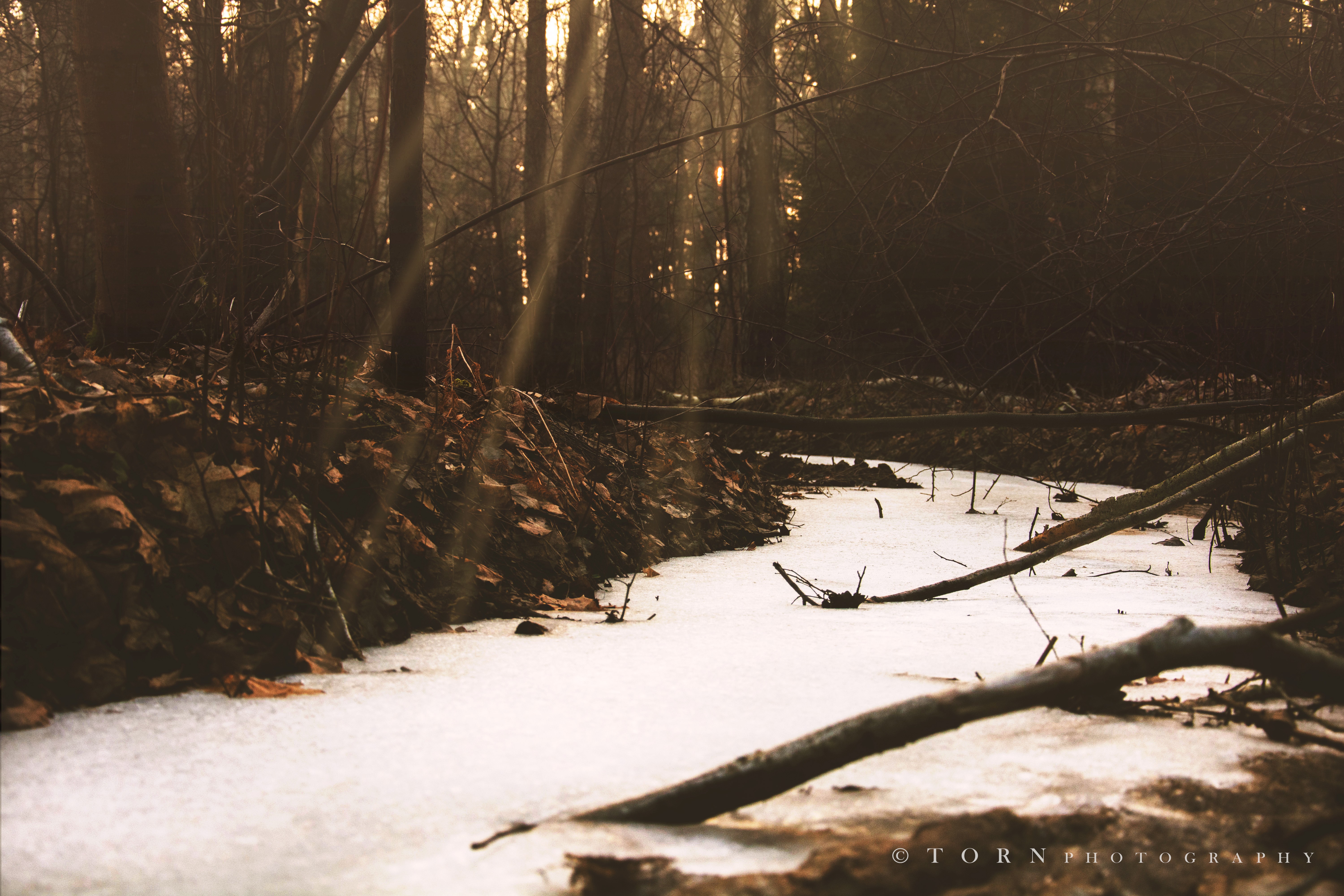 General 6000x4000 forest river winter photography