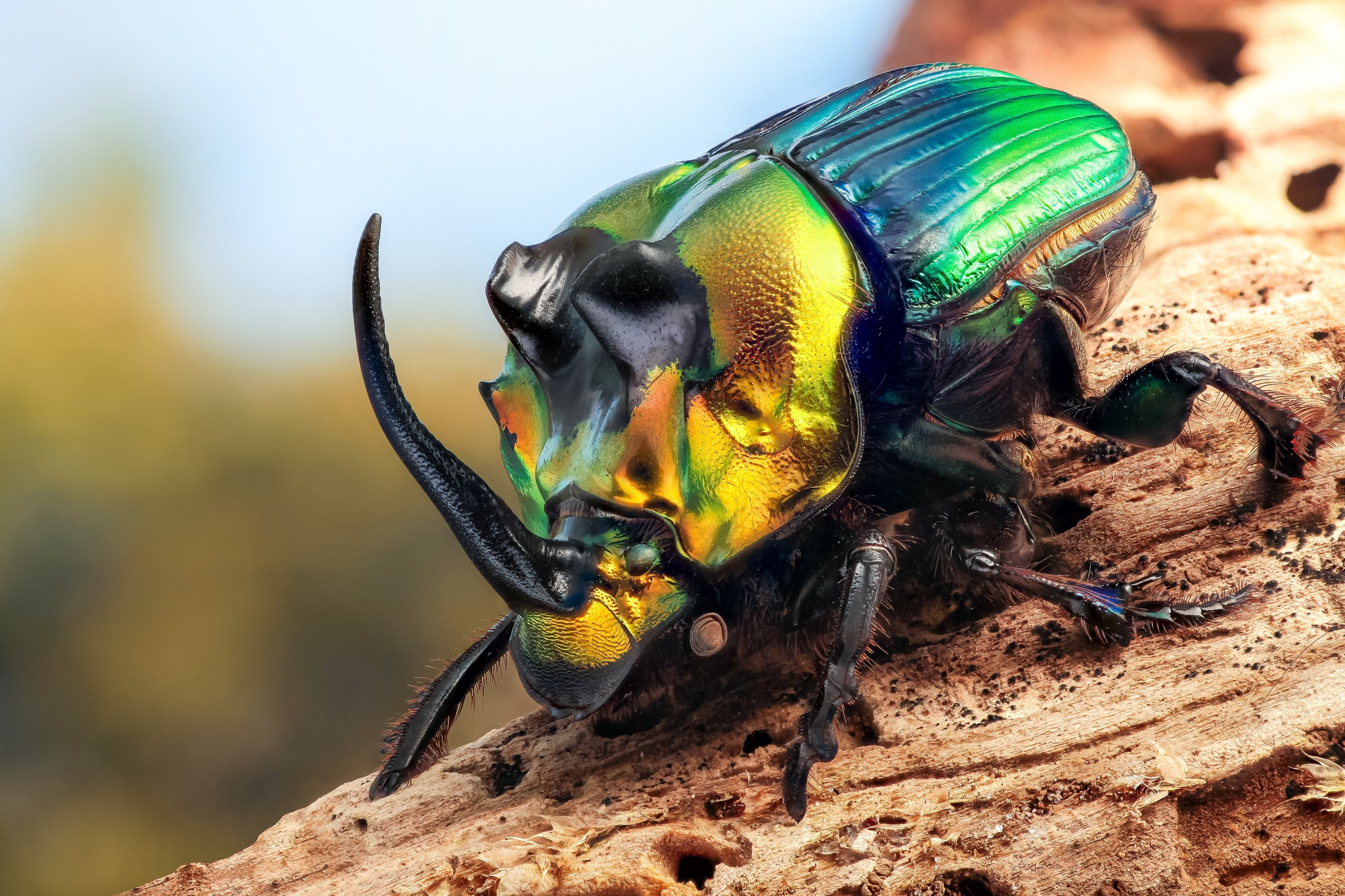 General 2048x1365 animals insect beetles macro colorful green gold
