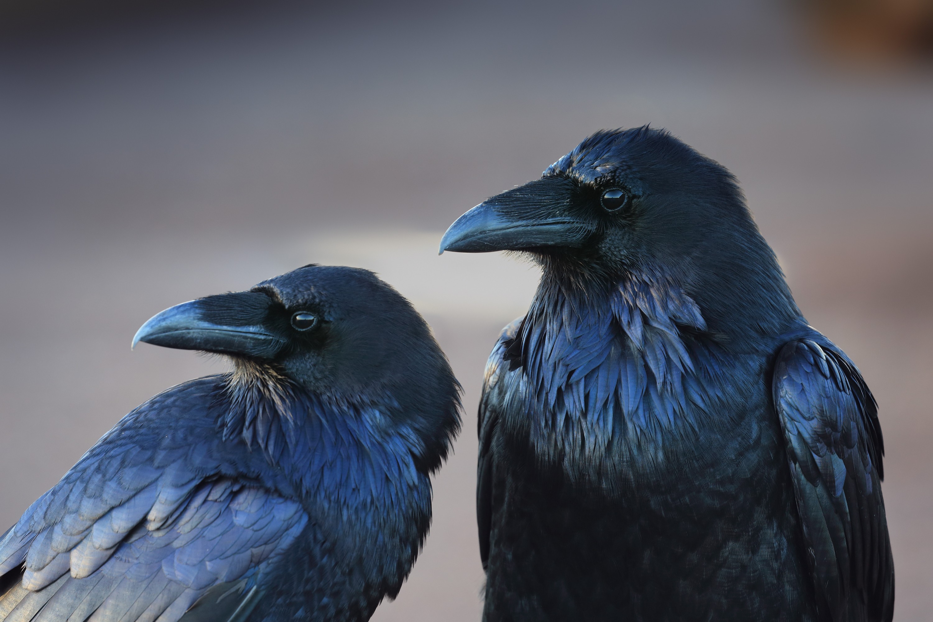 General 3000x2000 animals birds crow raven black feathers closeup