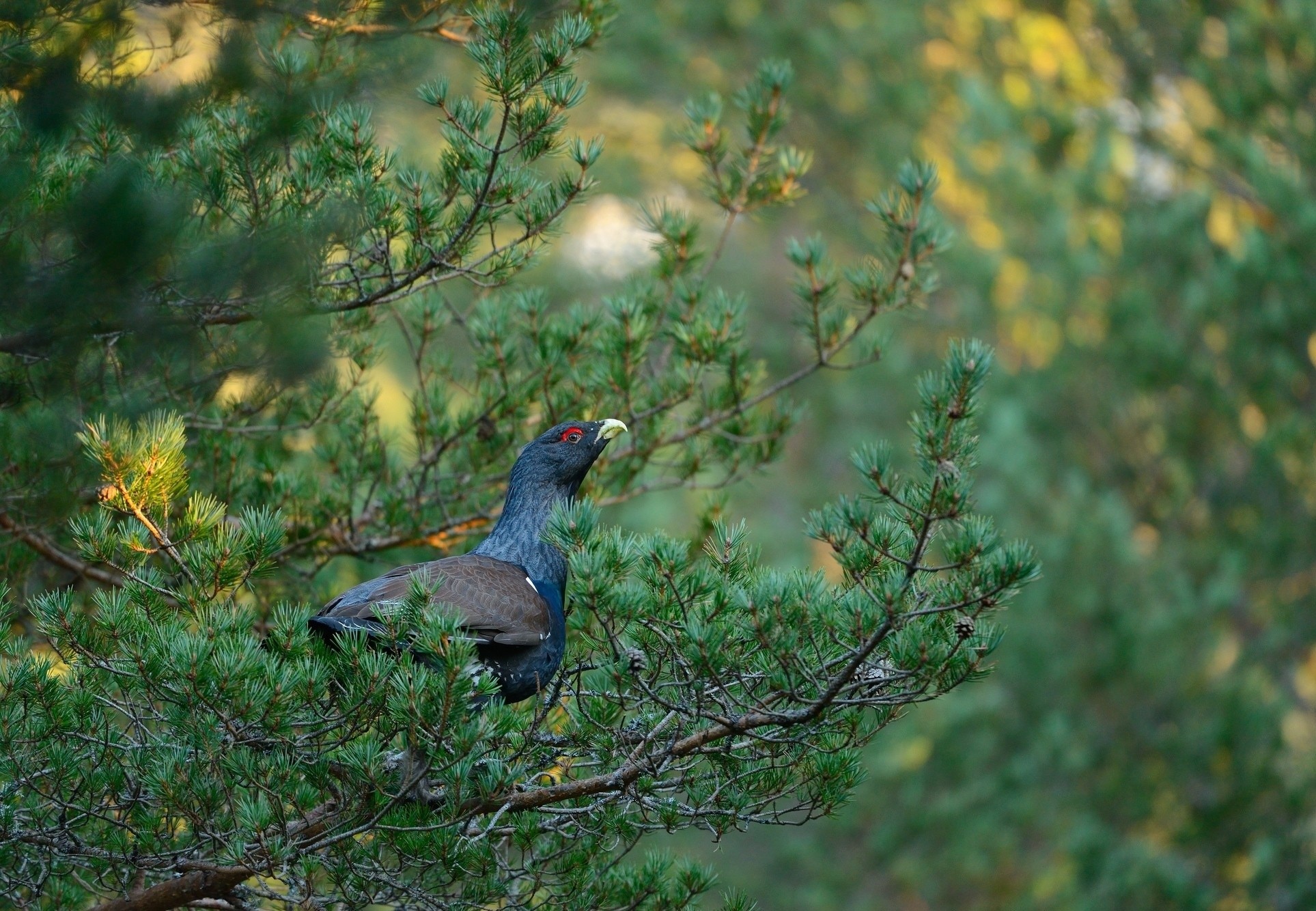 General 1927x1334 animals birds wildlife nature trees pine trees green branch depth of field capercaillie