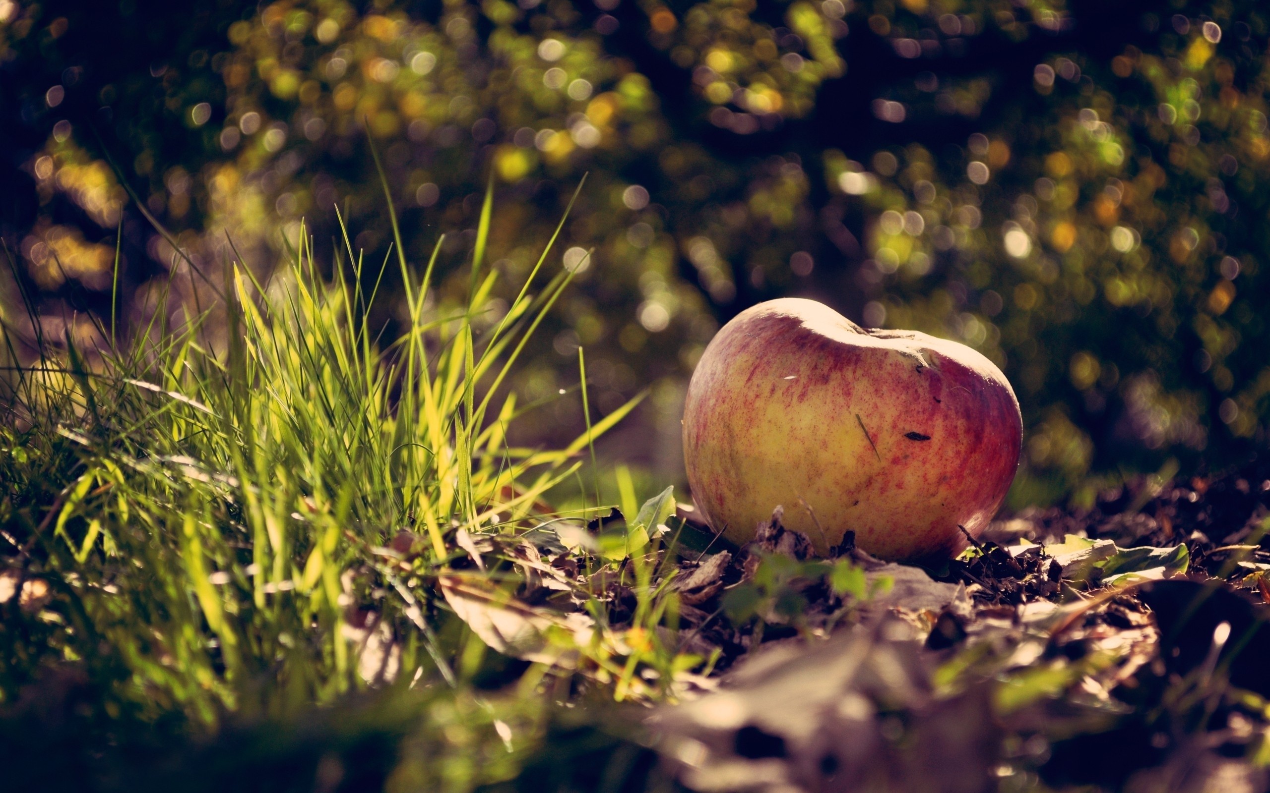 General 2560x1600 photography leaves apples grass bokeh depth of field fall food fruit outdoors