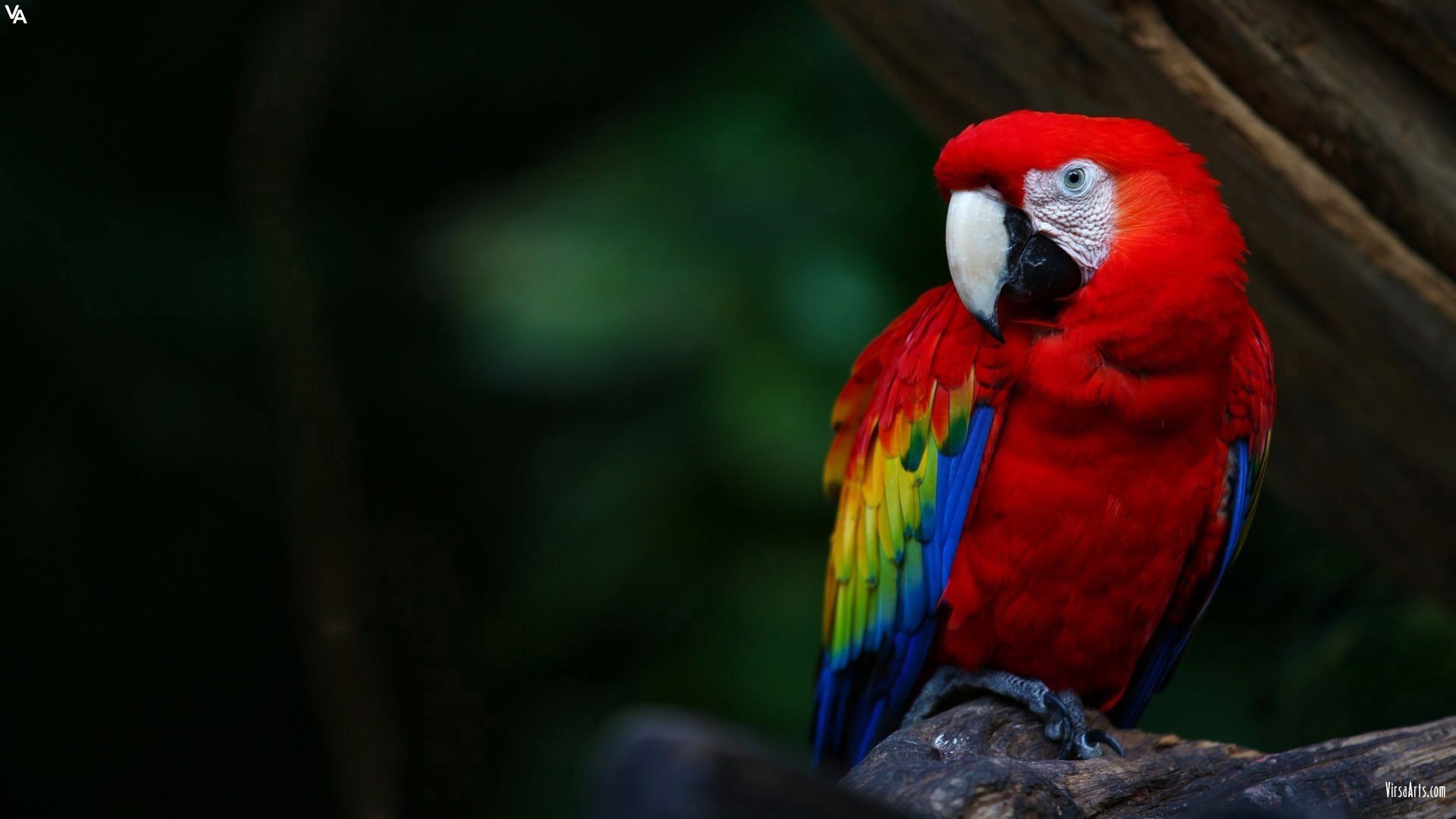General 1920x1080 parrot birds macaws animals Scarlet Macaw closeup
