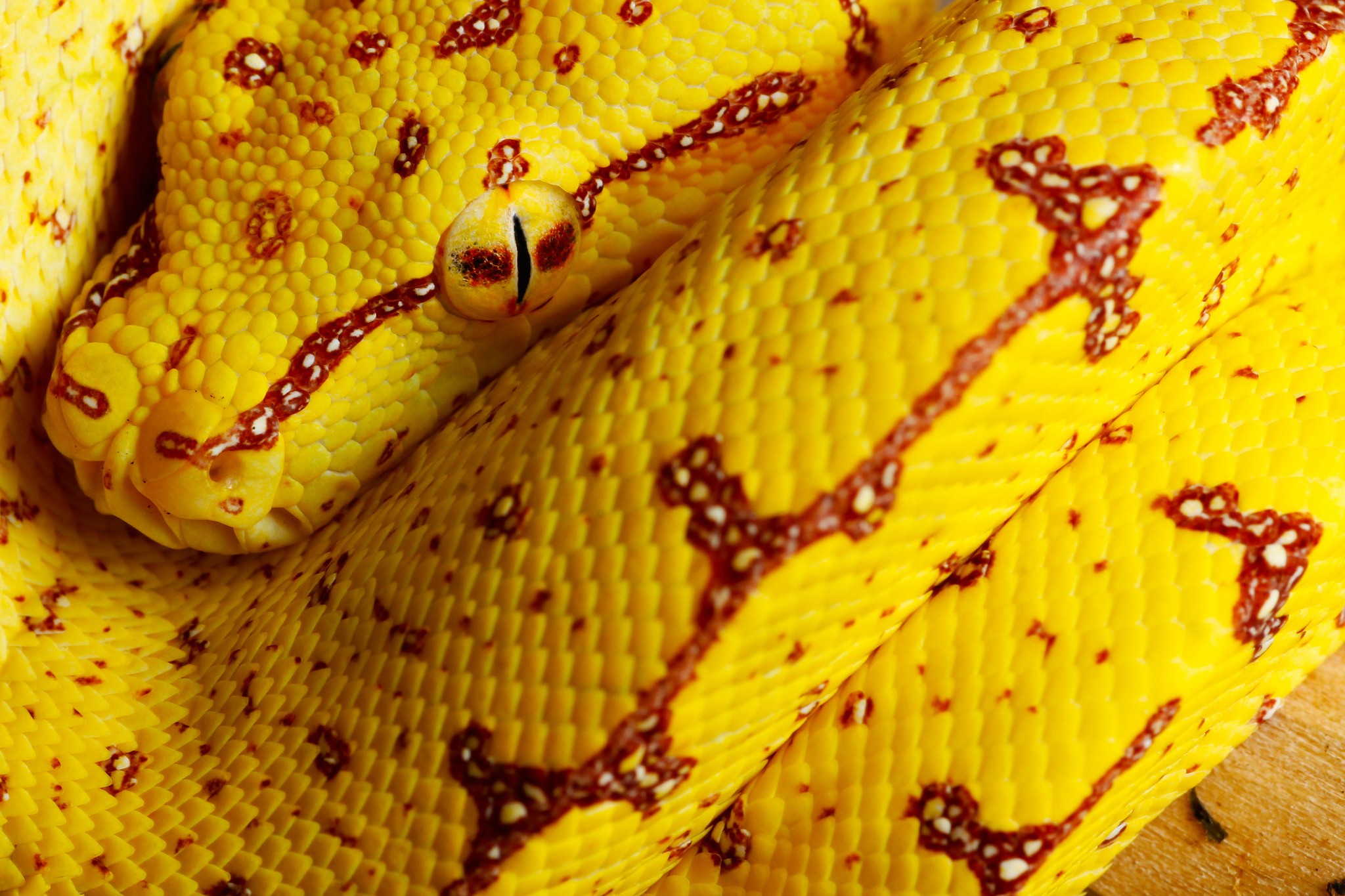 General 2048x1365 snake reptiles animals closeup