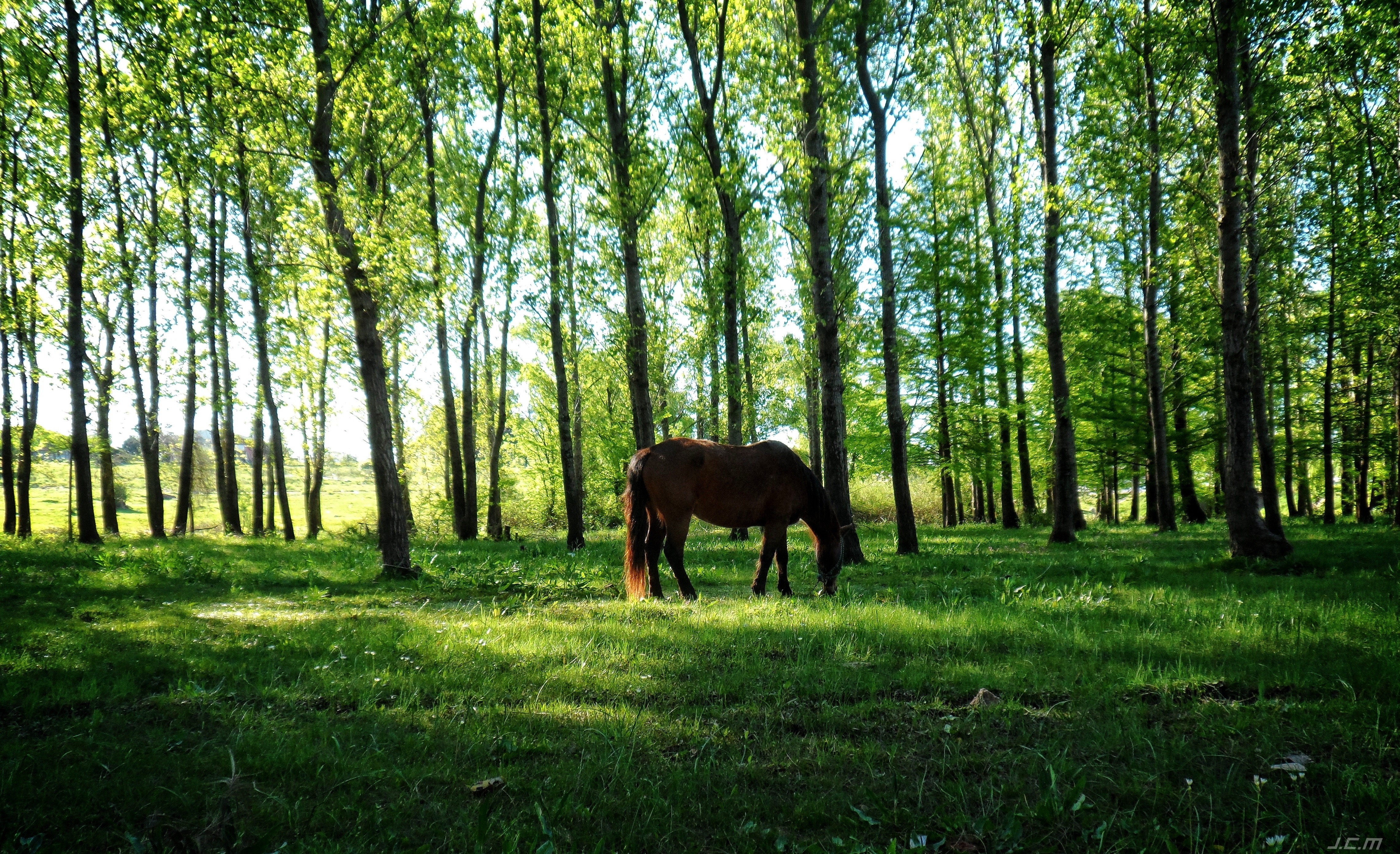 General 4562x2785 horse nature Uruguay  animals trees grass green dappled sunlight
