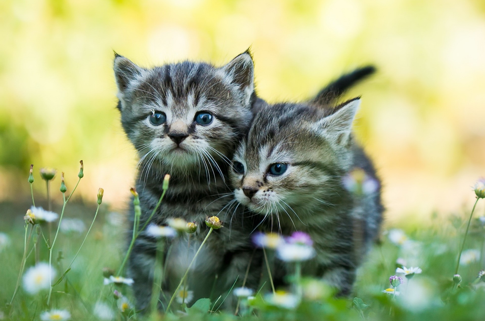 General 1920x1274 baby animals kittens cats