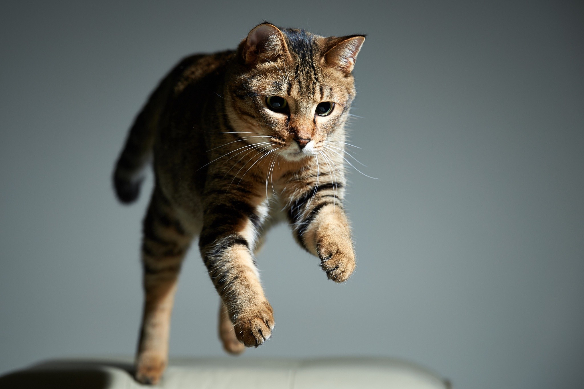 General 2048x1365 cats animals jumping closeup simple background