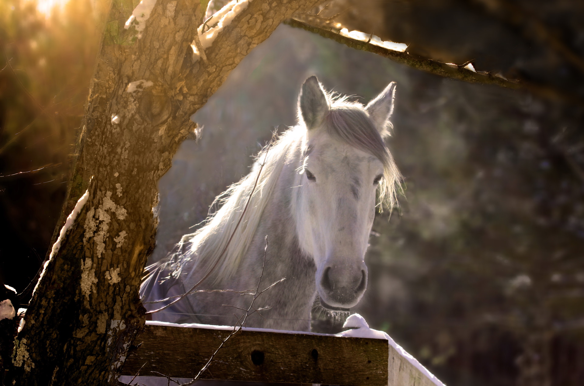 General 1920x1269 nature animals horse