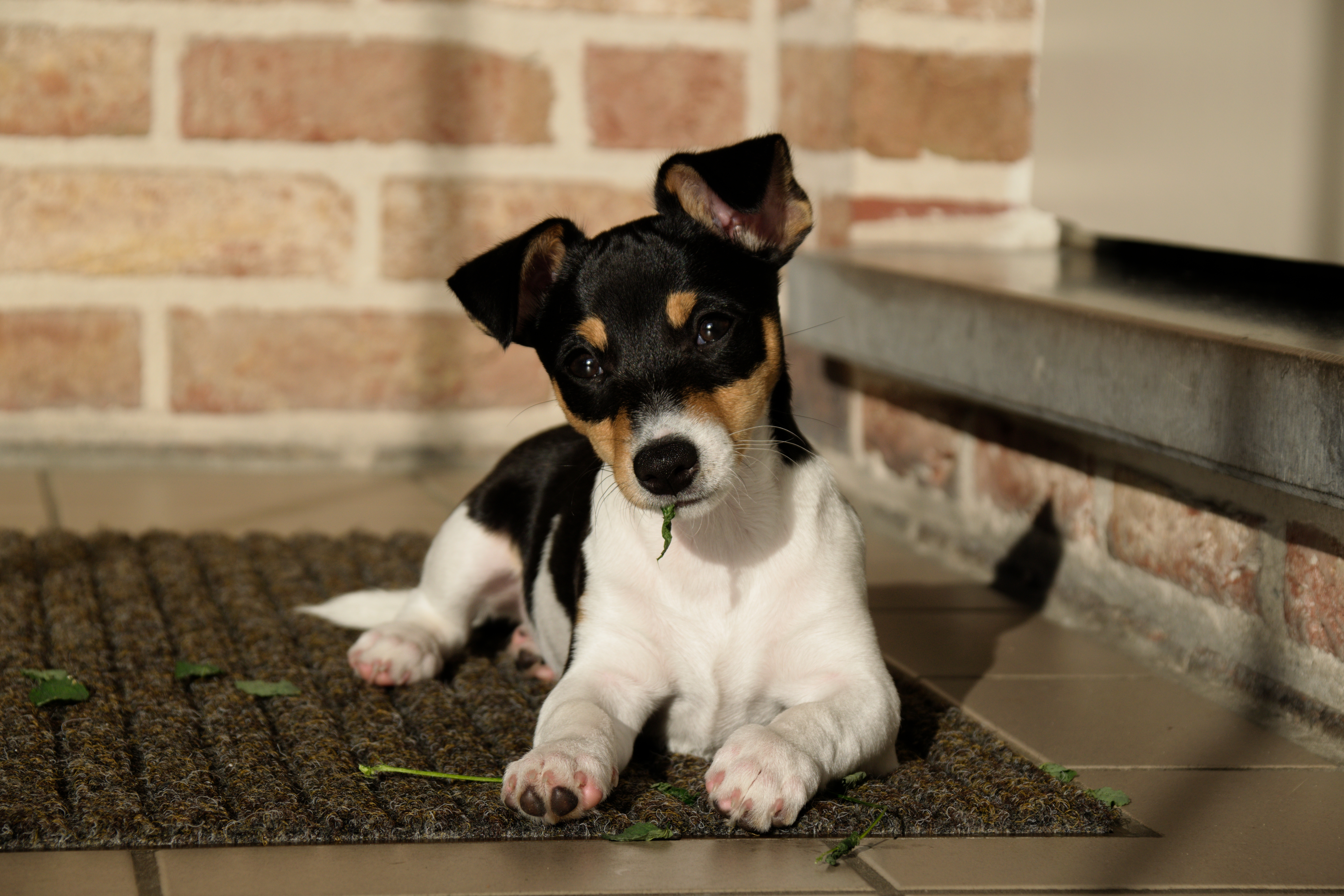 General 6000x4000 dog Jack Russell Terrier puppies