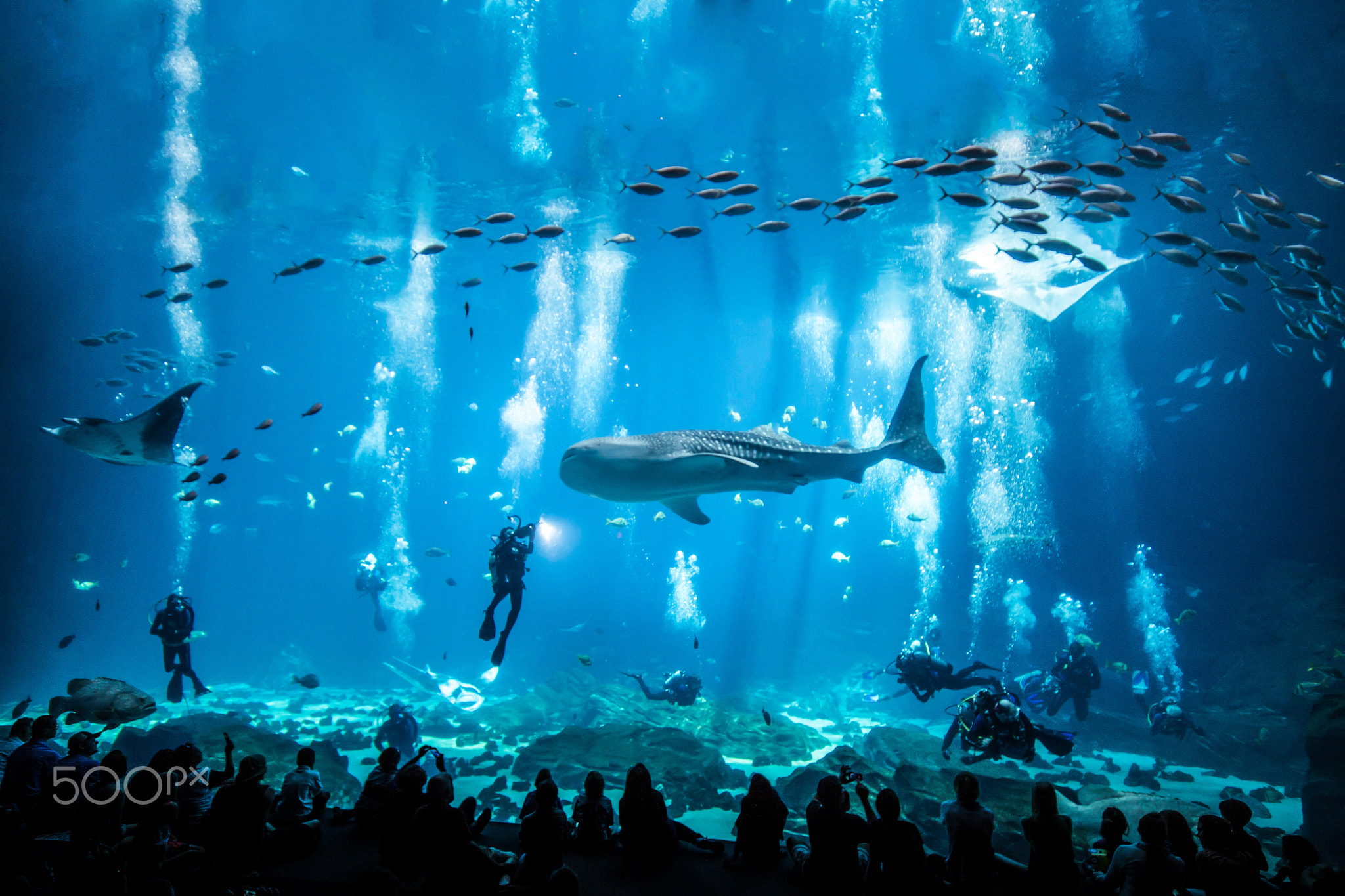 General 2048x1365 aquarium fish animals 500px whale shark manta rays diving underwater cyan blue bubbles