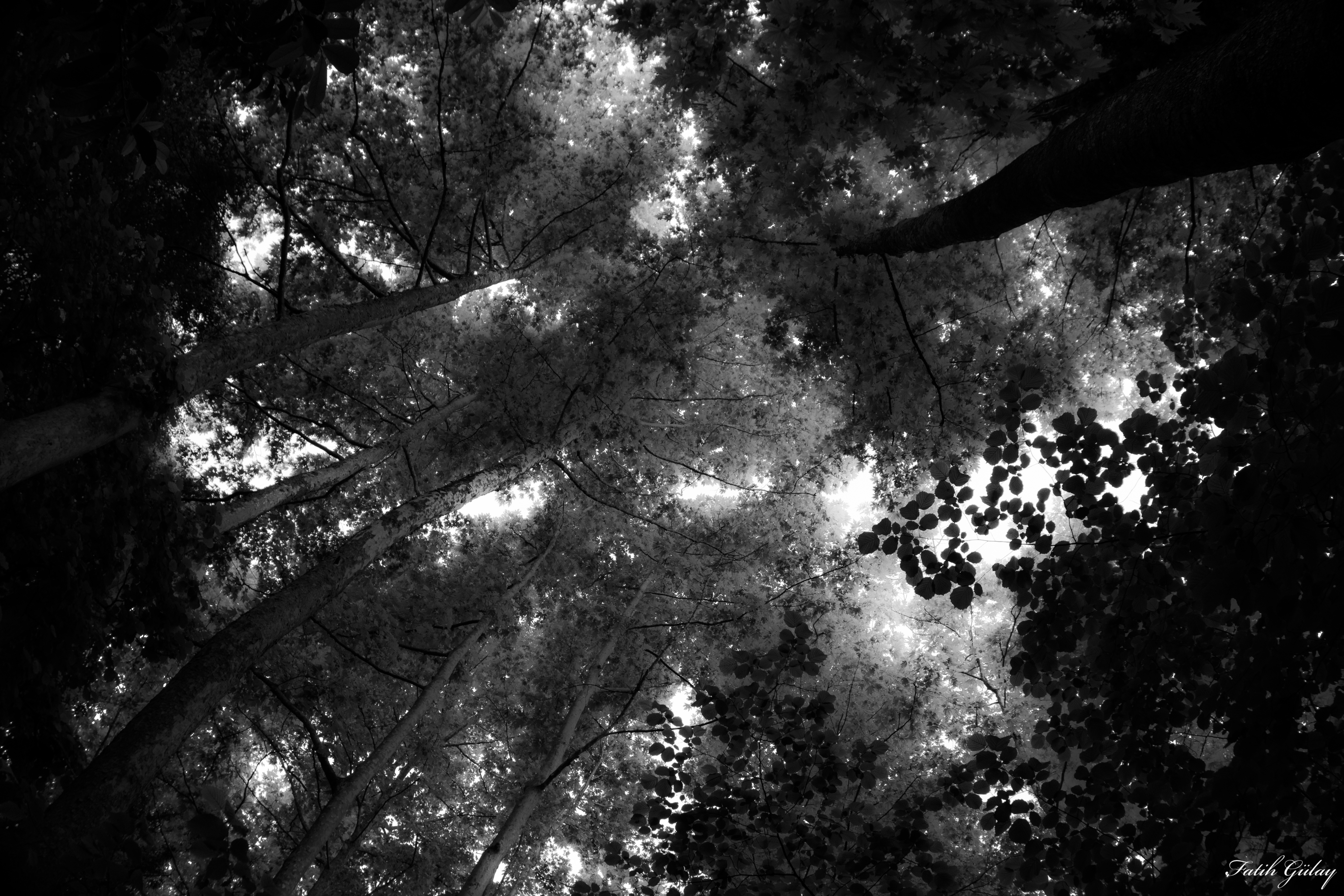 General 6000x4000 monochrome nature black white forest trees