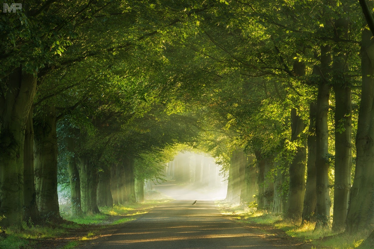 General 1500x1000 photography morning sunlight road mist grass green birds arch tunnel Netherlands trees