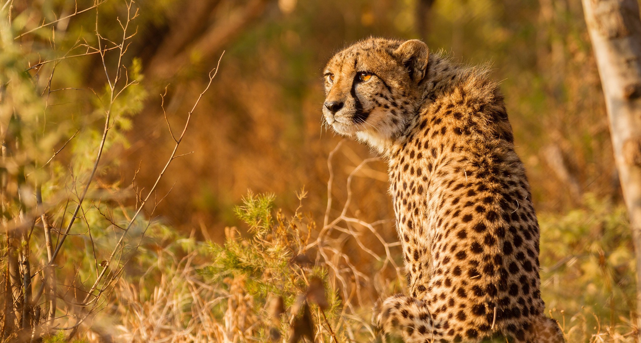 General 2048x1098 animals feline mammals cheetah