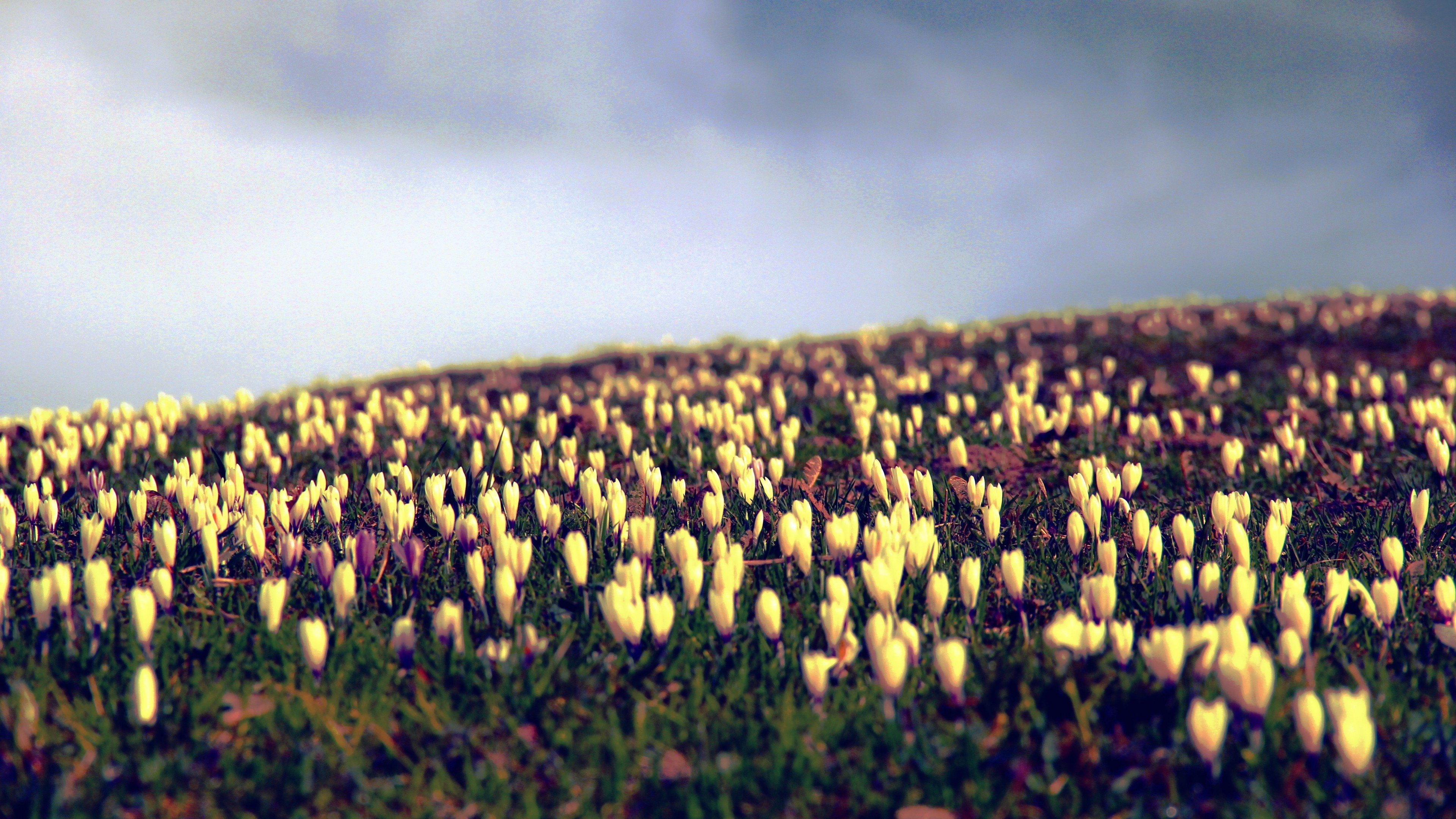 General 3840x2160 tulips yellow flowers field plants