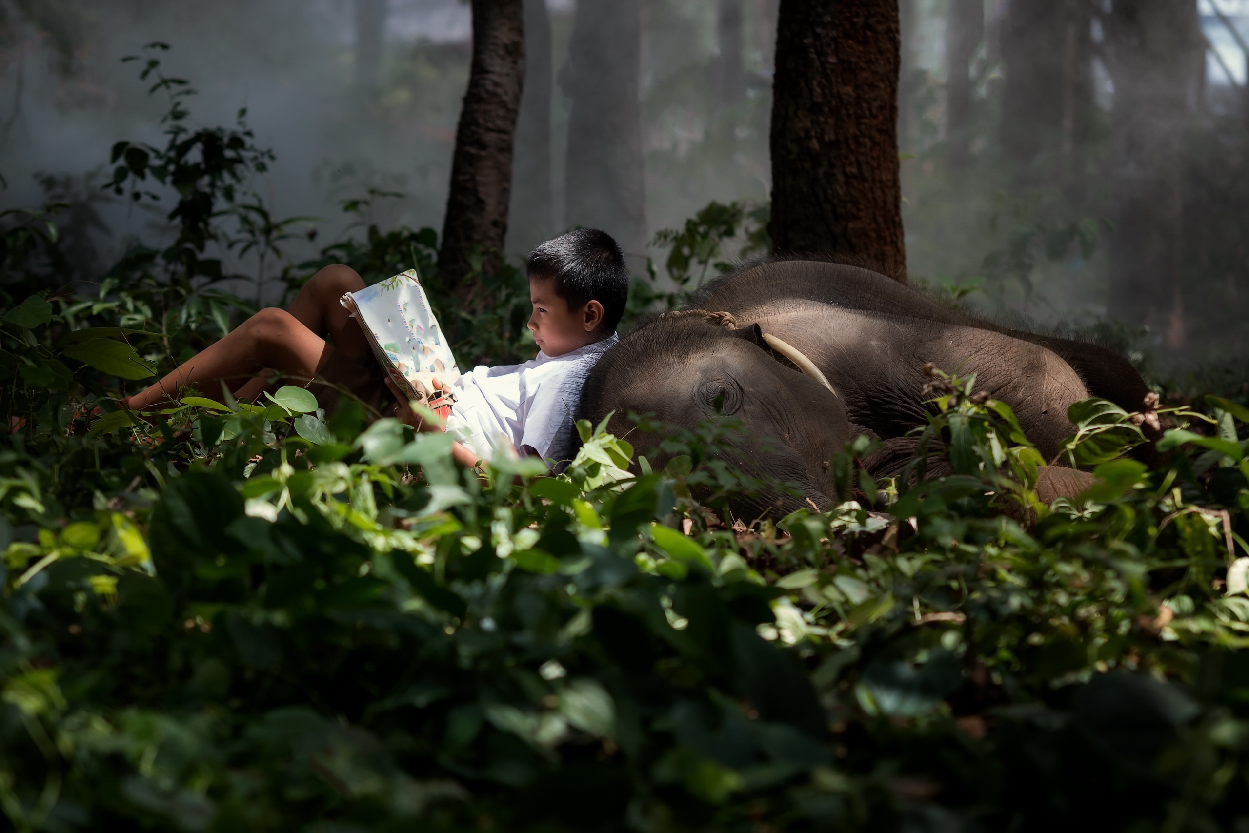 People 2560x1707 children animals elephant nature books reading outdoors mammals plants