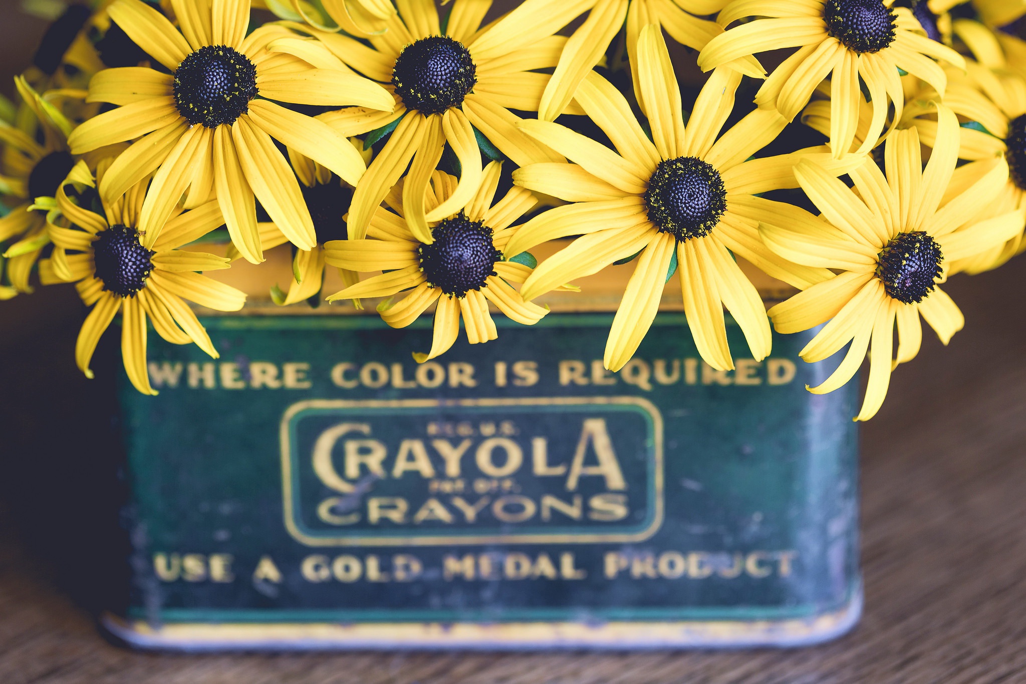 General 2048x1365 plants boxes yellow flowers flowers closeup