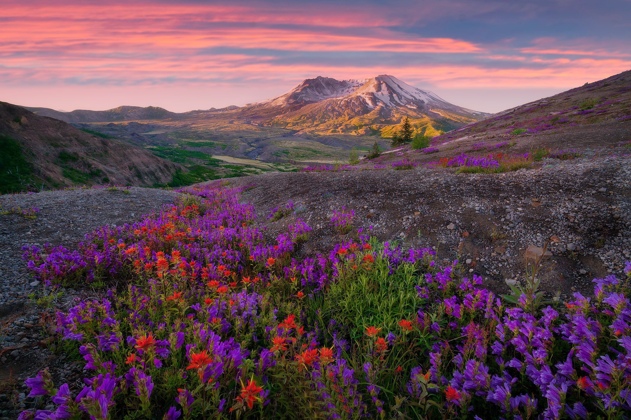 General 2020x1347 landscape colorful nature plants flowers sunrise Washington (state) wildflowers Mount St.  Helens