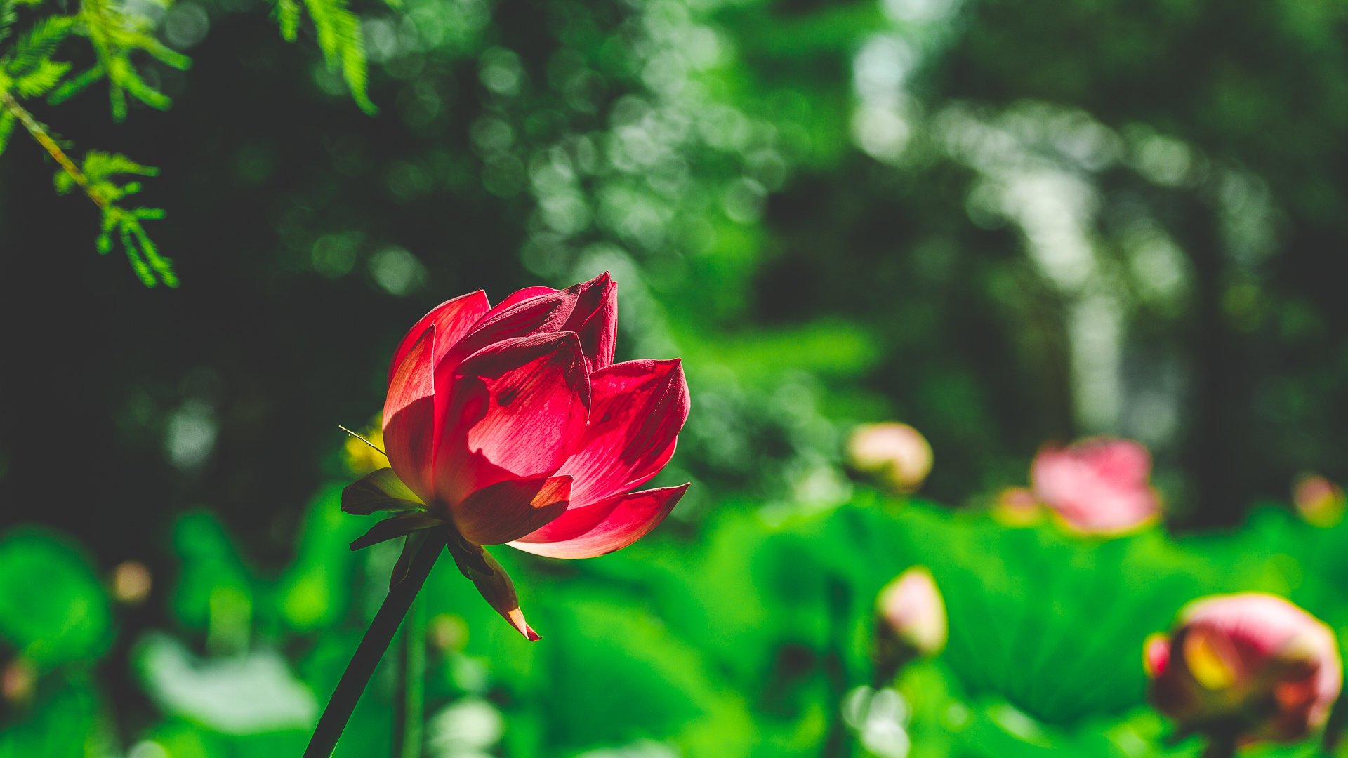 General 1920x1080 nature green plants bokeh flowers red flowers