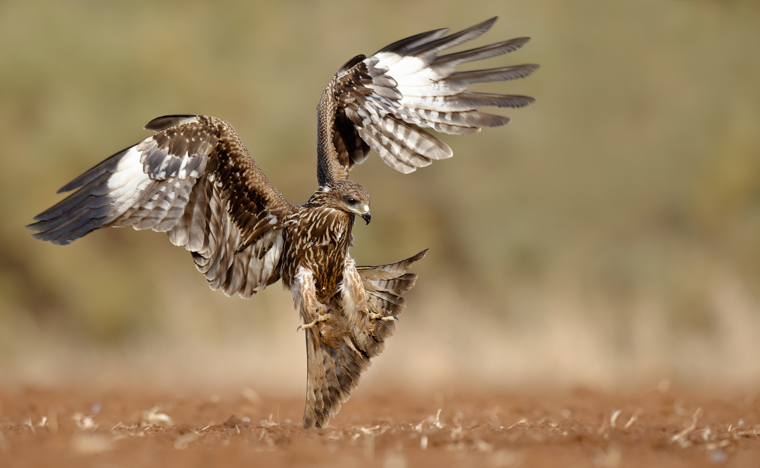 General 1500x924 Igor Shilokhvost birds hawks feathers depth of field balance wings beak bird of prey