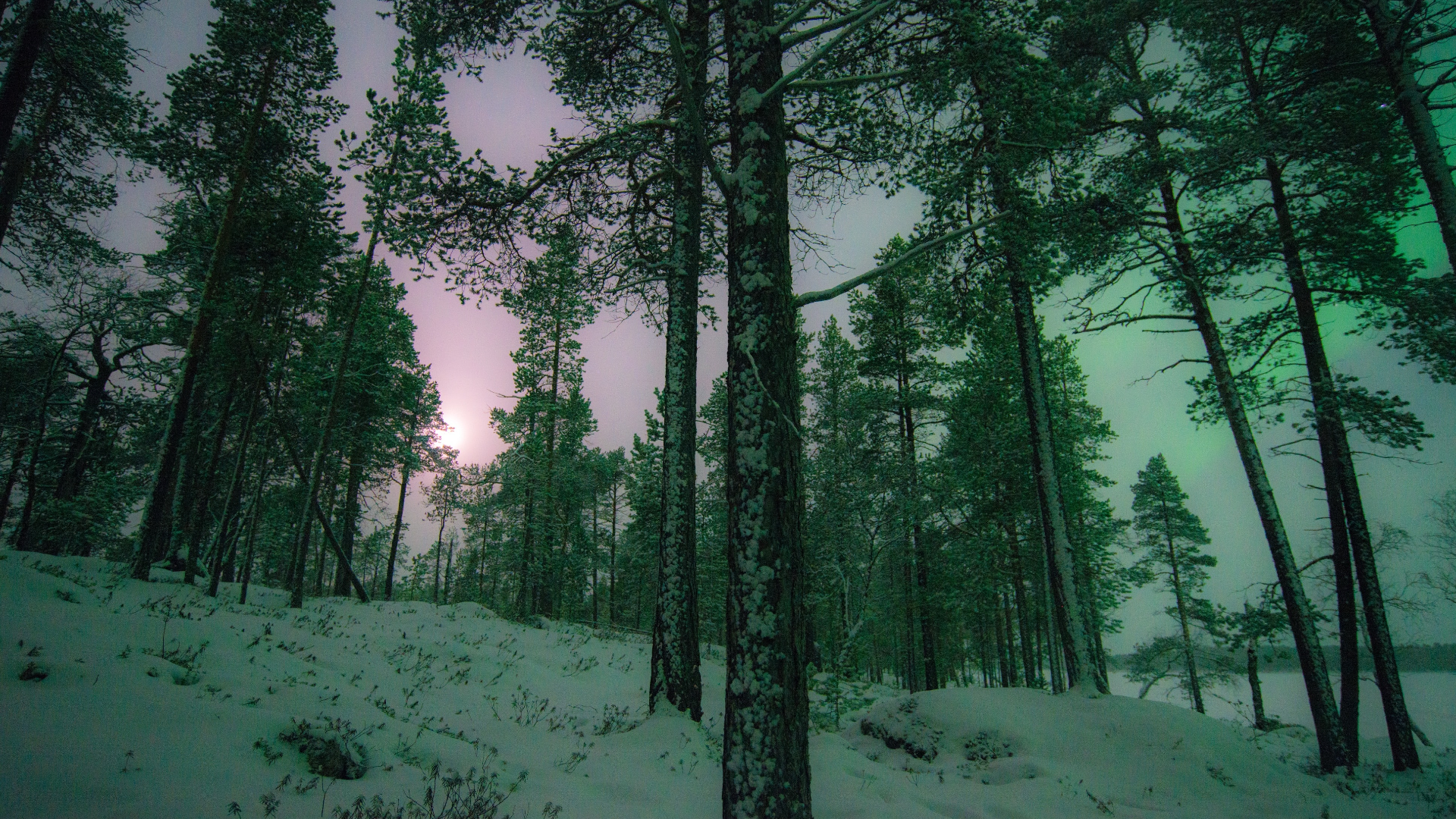 General 1920x1080 nature trees forest snow winter aurorae Finland