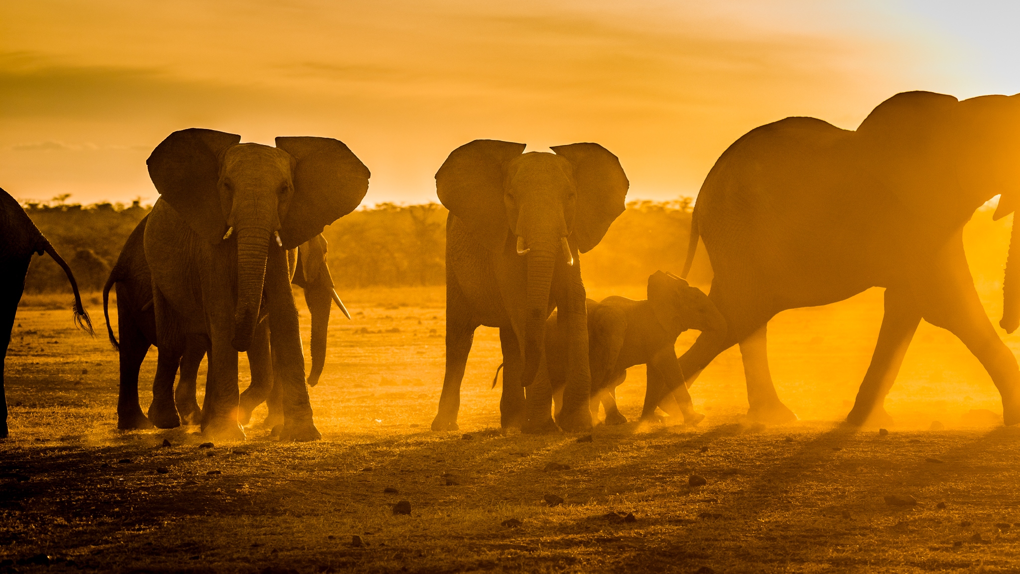 General 2048x1152 nature animals depth of field elephant Africa baby animals sunlight wildlife dust