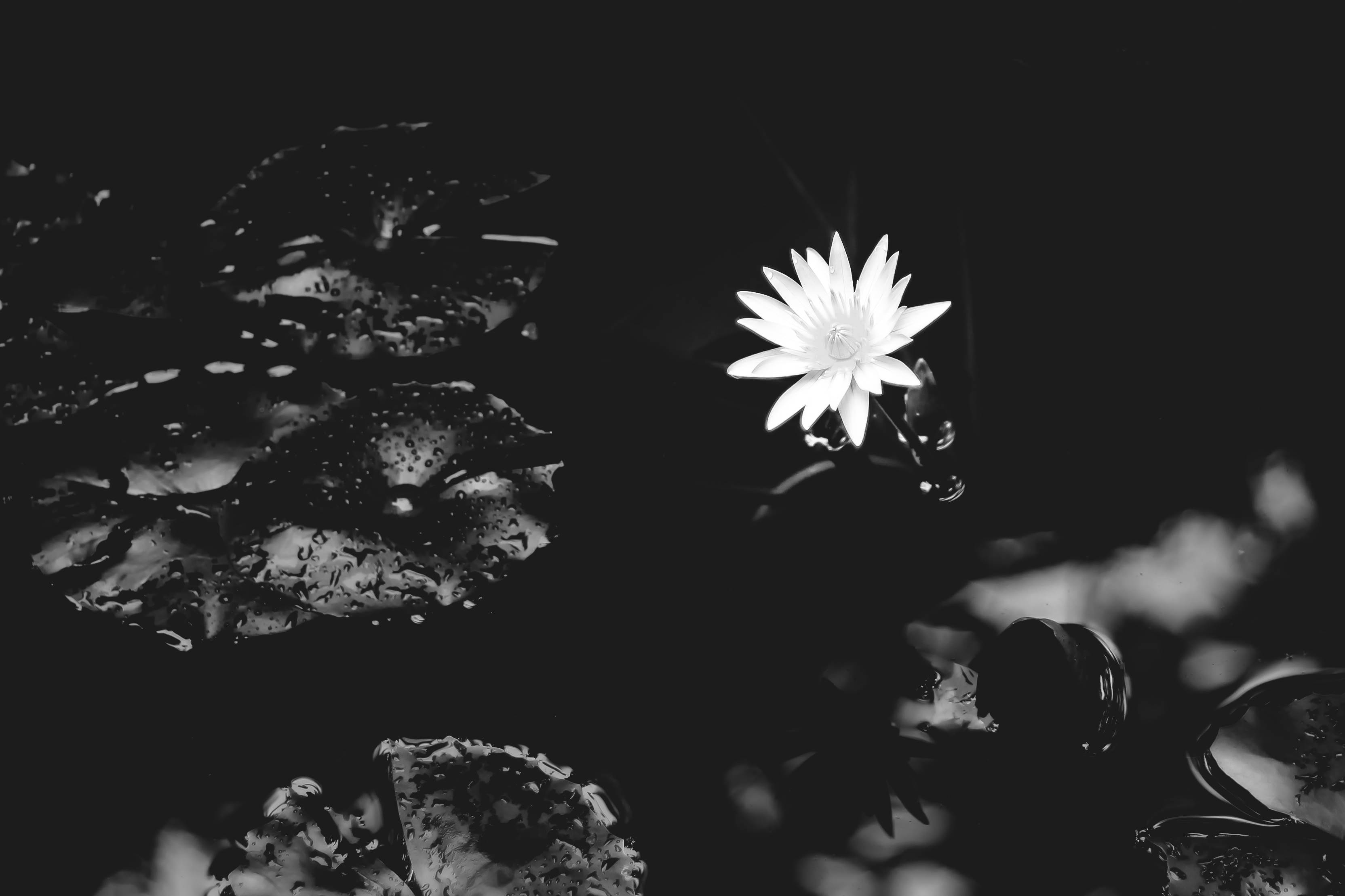 General 3328x2219 black background minimalism monochrome plants leaves flowers water drops dark black