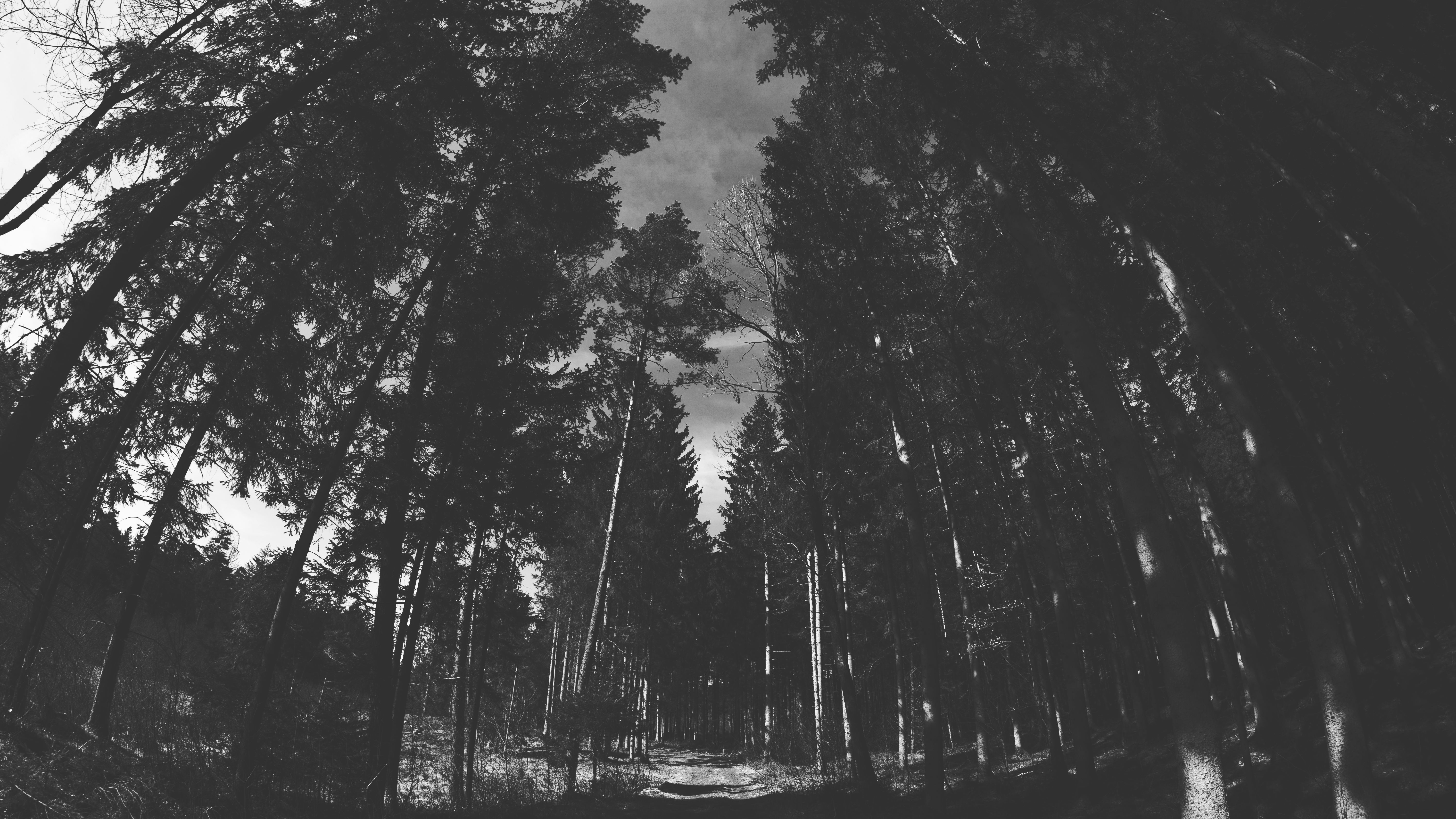 General 6000x3376 nature trees forest monochrome dark outdoors