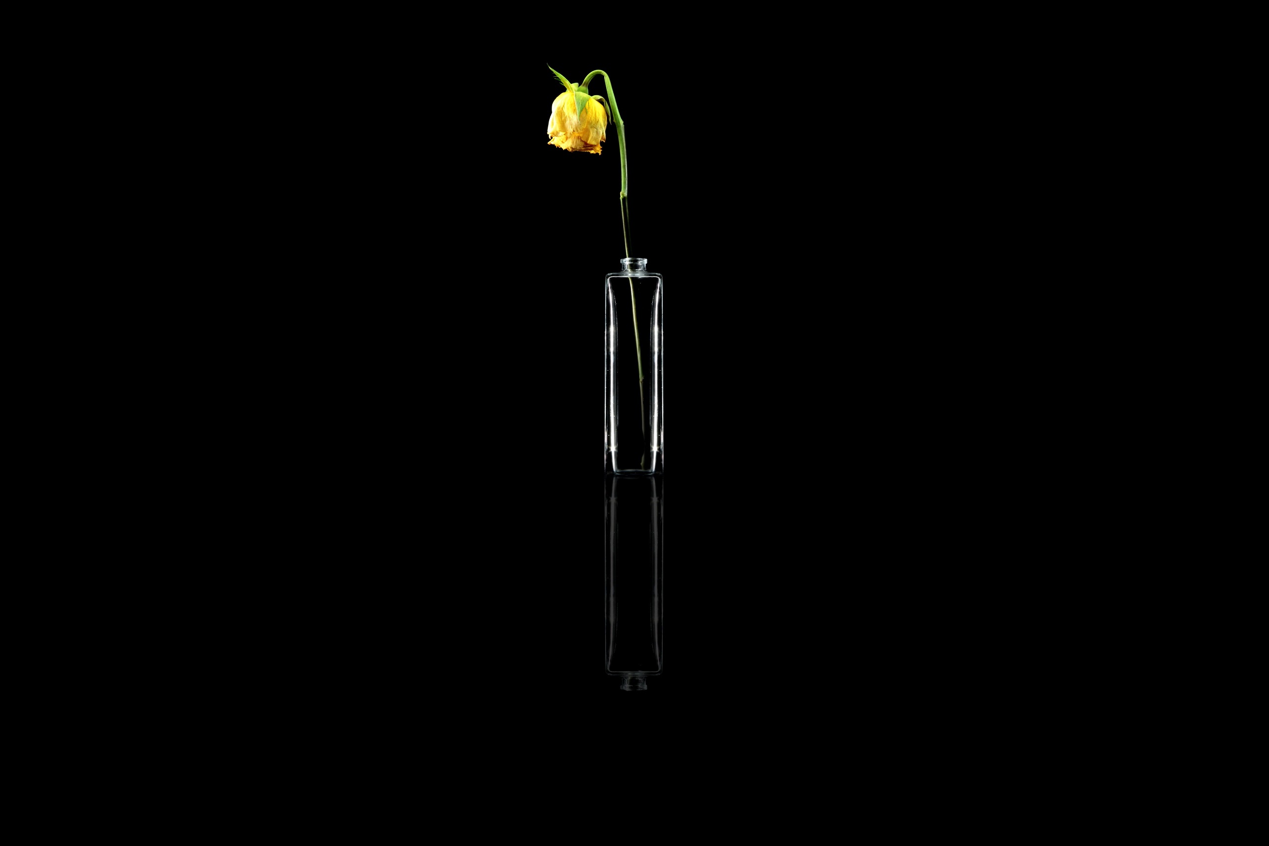 General 2560x1707 minimalism flowers plants vases simple background low light