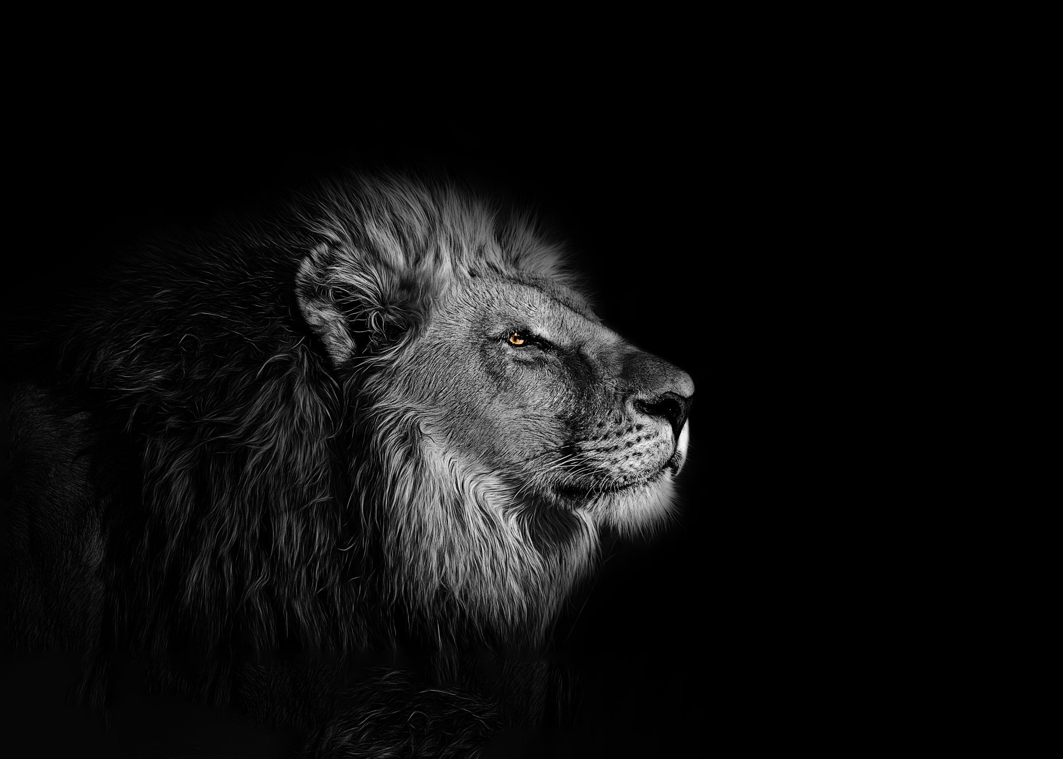 General 2100x1500 black background lion selective coloring animals mammals big cats simple background