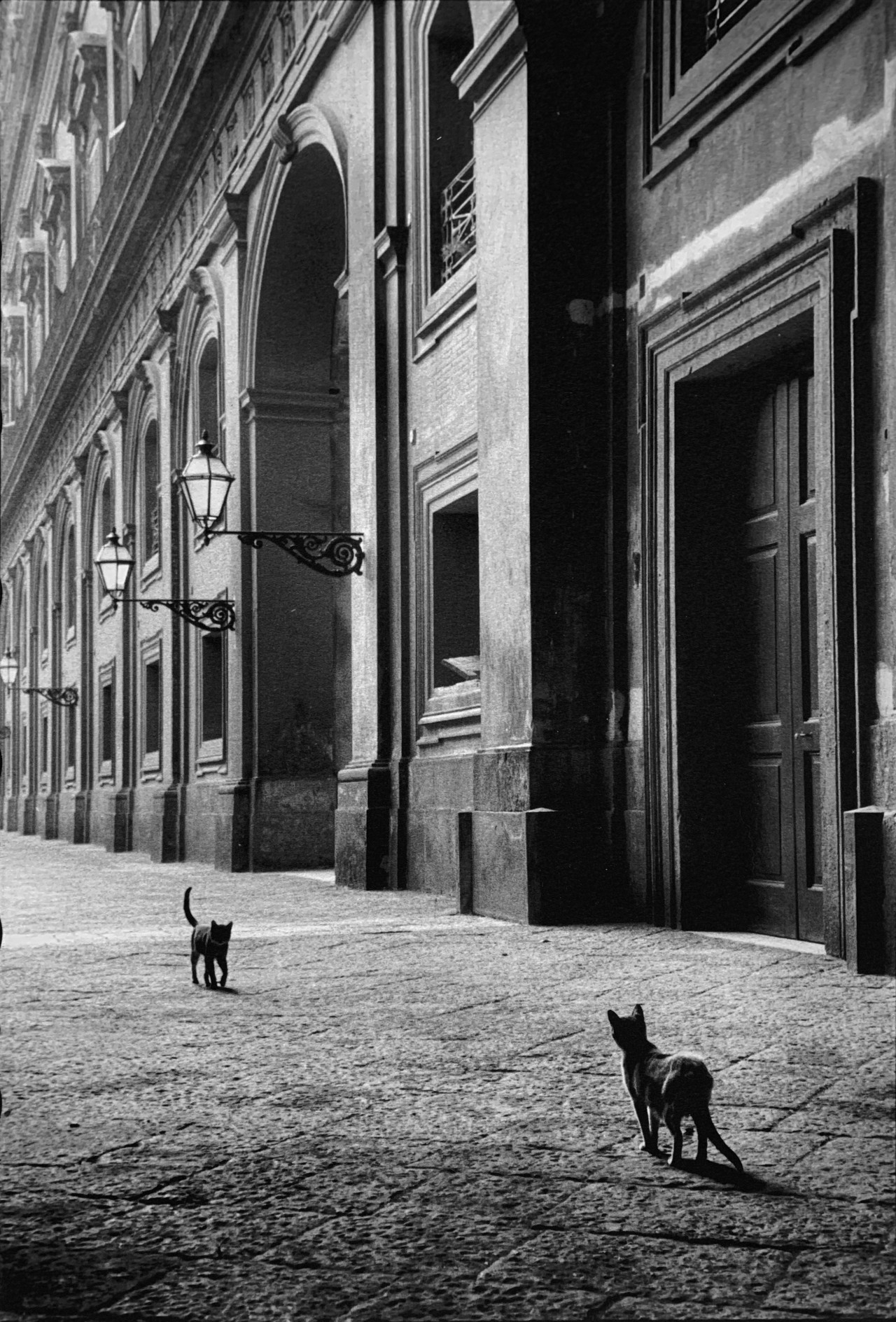 General 1280x1888 architecture building street film grain old photos monochrome cats kittens tiles street light portrait display Leonard Freed Naples Italy