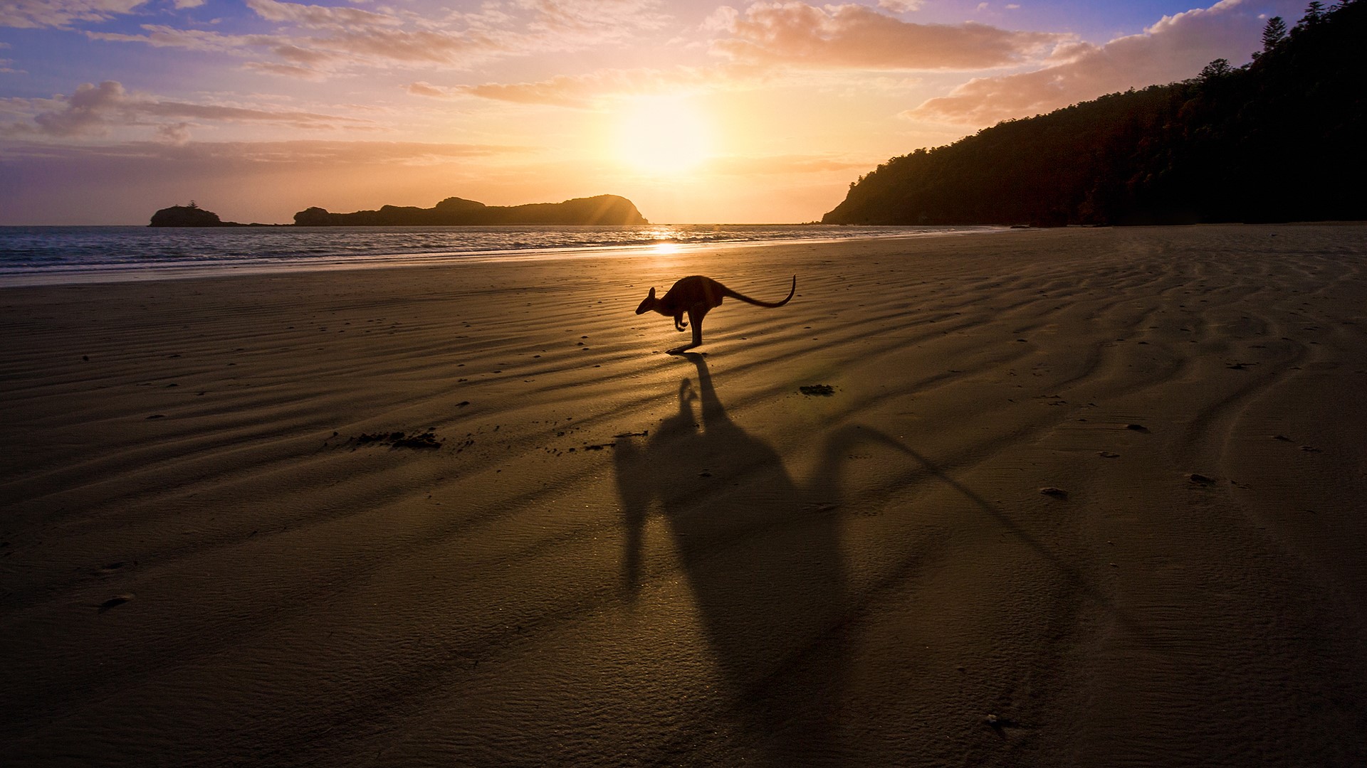 General 1920x1080 kangaroos sunrise beach Queensland Australia sand Sun horizon trees