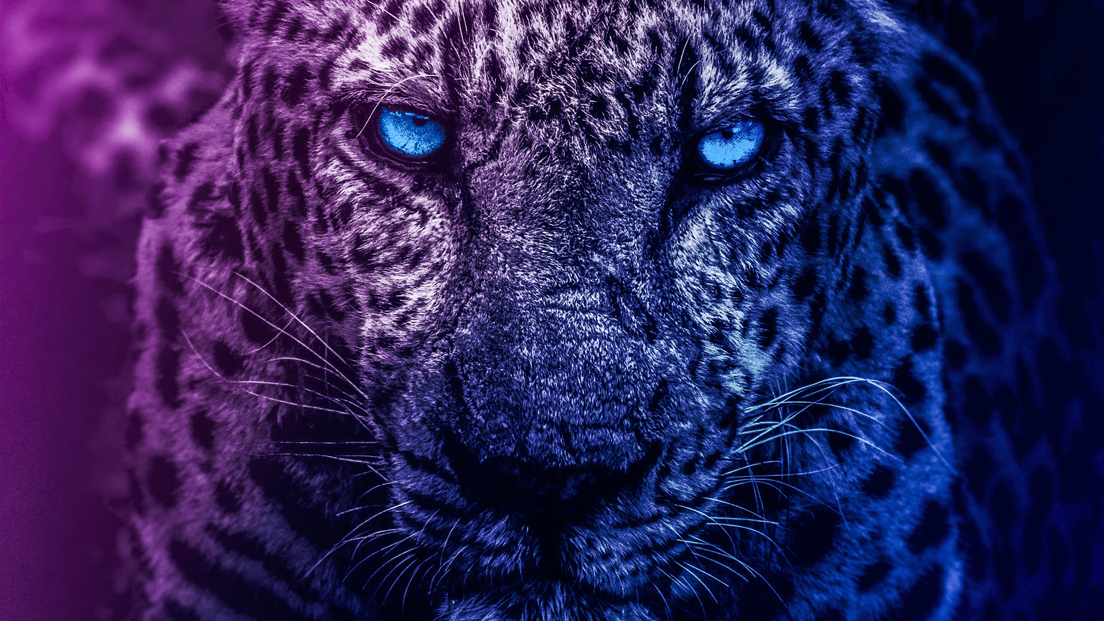 General 3840x2160 leopard blue eyes animals cats