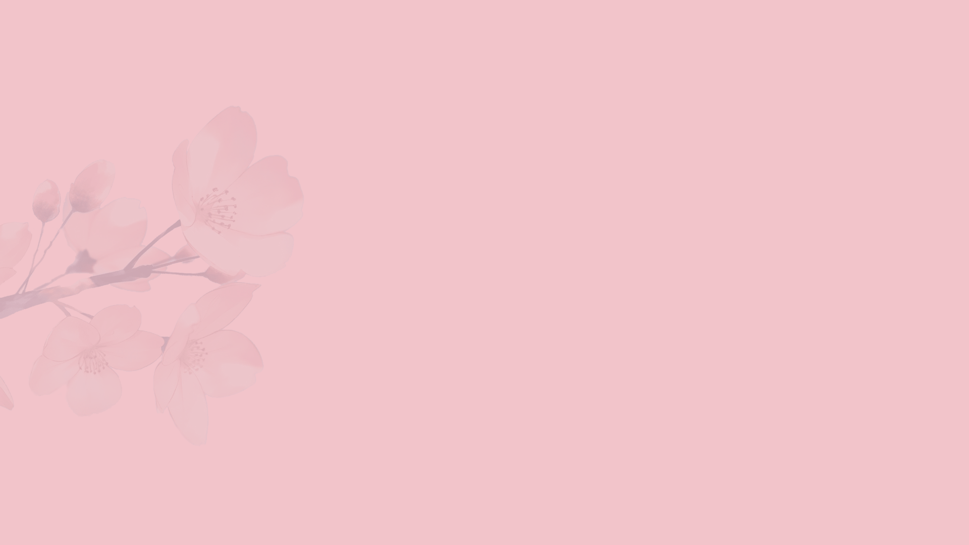 General 1920x1080 minimalism flowers pink background cherry blossom