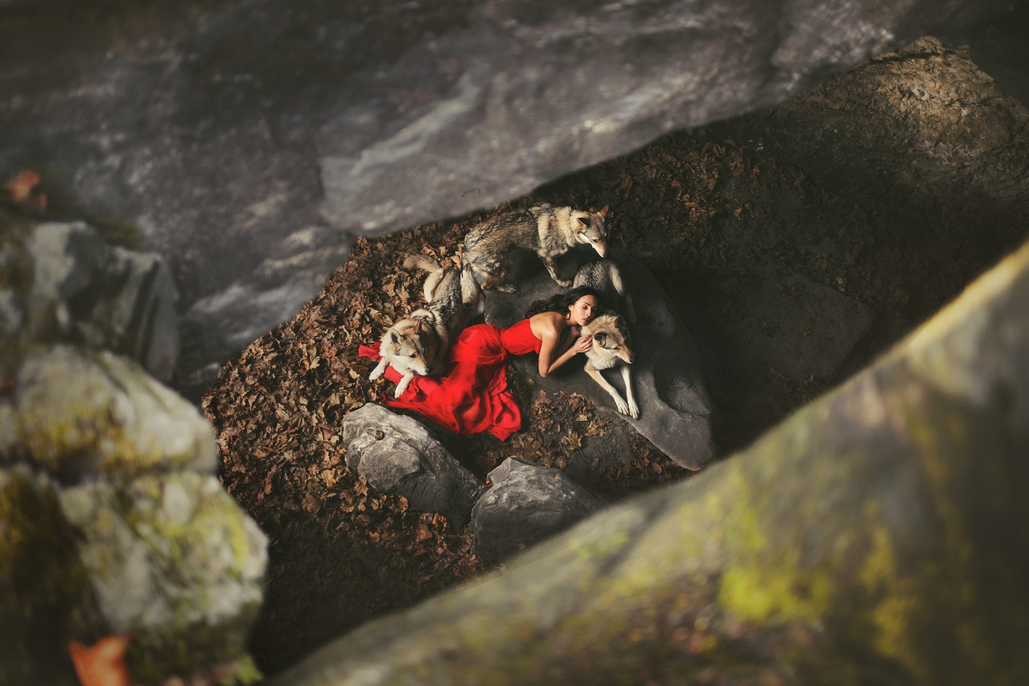 People 2000x1333 women animals red dress model wolf closed eyes sleeping cave dress lying down lying on side