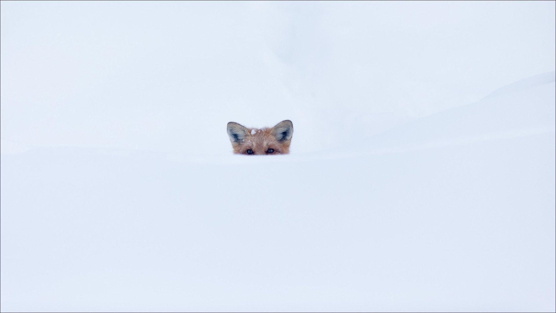 General 1920x1080 snow winter outdoors fox animals mammals