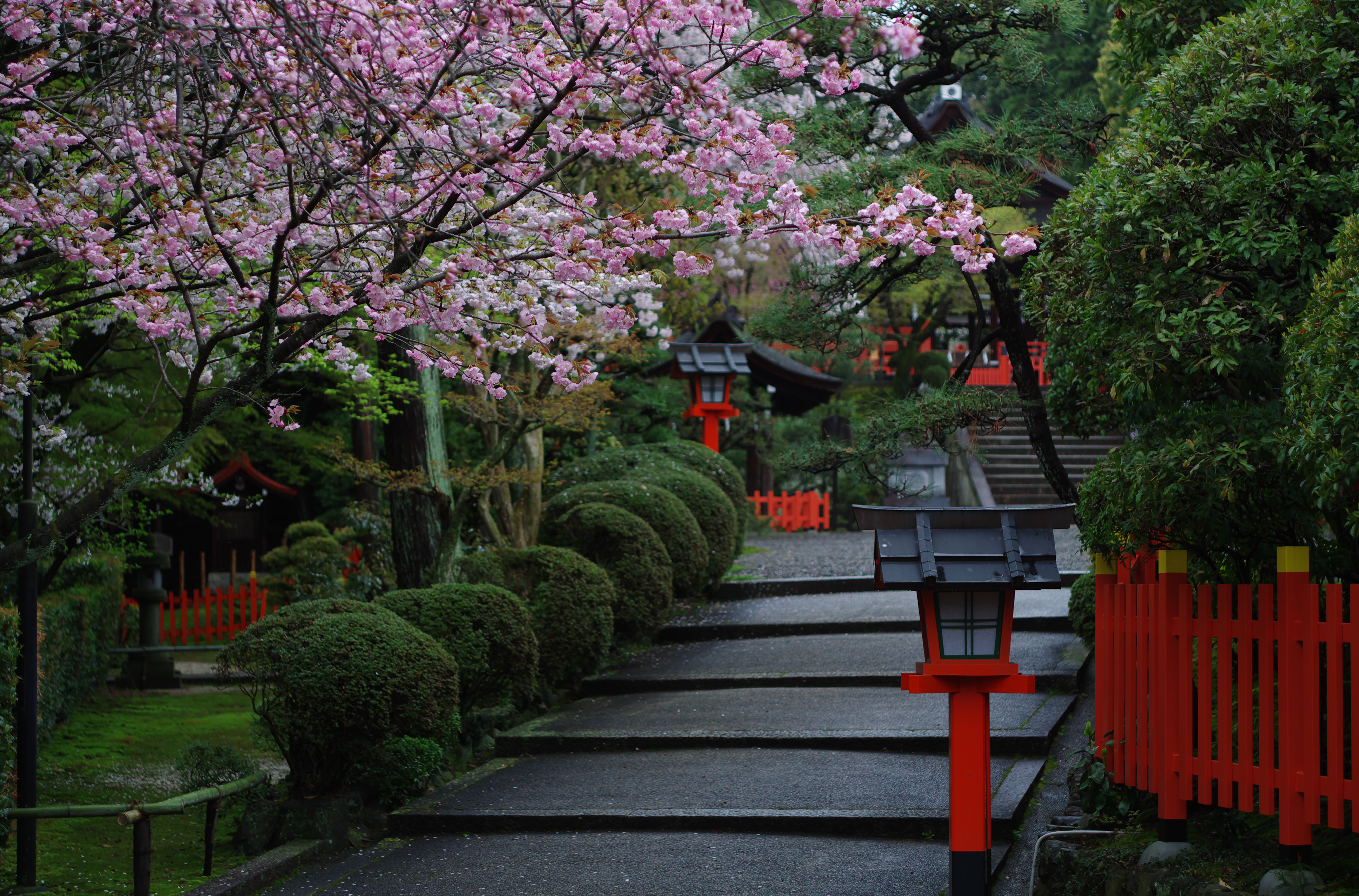 General 5407x3567 nature trees plants leaves rock stairs cherry blossom wooden construction Monsoon pagoda pink flowers Kyoto Japan